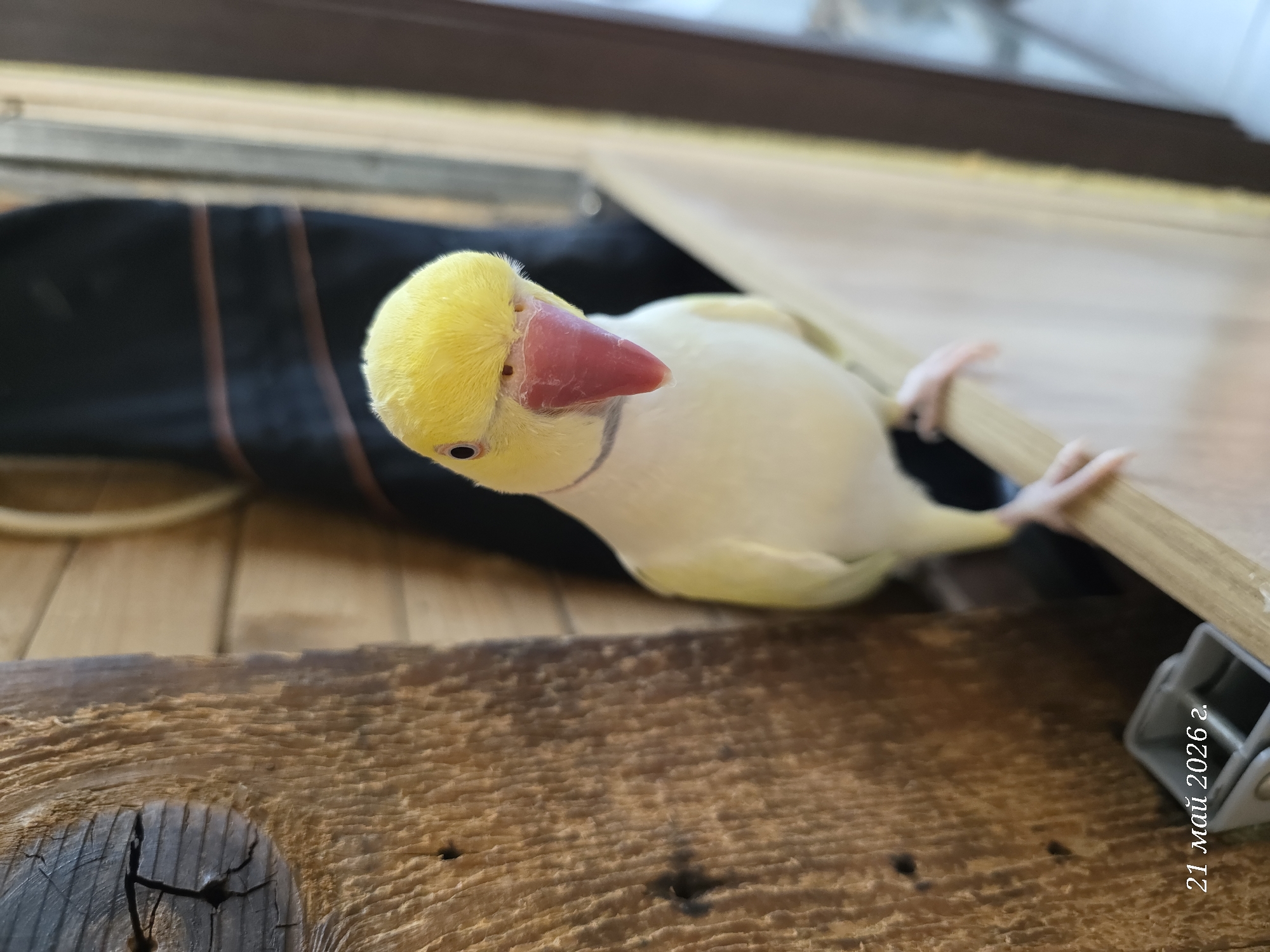 A yellow and white parrot perches on a wooden surface. The bird has a red beak and a yellow head. The wooden surface is weathered. In the background, there is a black object with brown stripes. The date "21 Май 2026 г." is visible in the bottom right corner. This image does not contain information that indicates the location is in Burgas, Bulgaria.