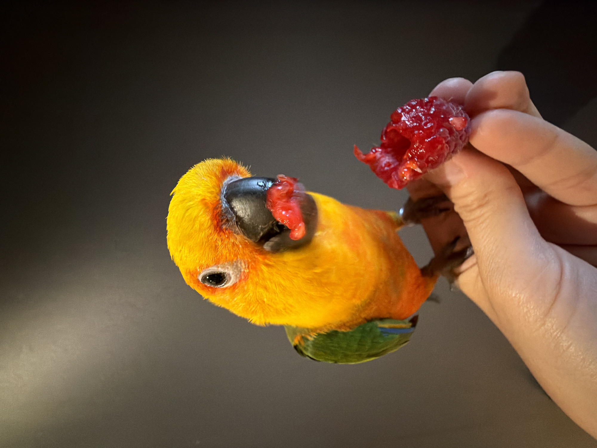 A sun conure parrot with vibrant orange and green plumage is perched on a human finger. The parrot's beak is stained red from eating a raspberry, and a partially eaten raspberry is held in the parrot's mouth. Another raspberry, also partially consumed, is held between the thumb and forefinger of the hand supporting the parrot. The background is a dark, solid color. The image is a close-up shot, with the parrot and the hand occupying most of the frame. There is no visible information in the image to determine its location in the city of Khimki, Russia.