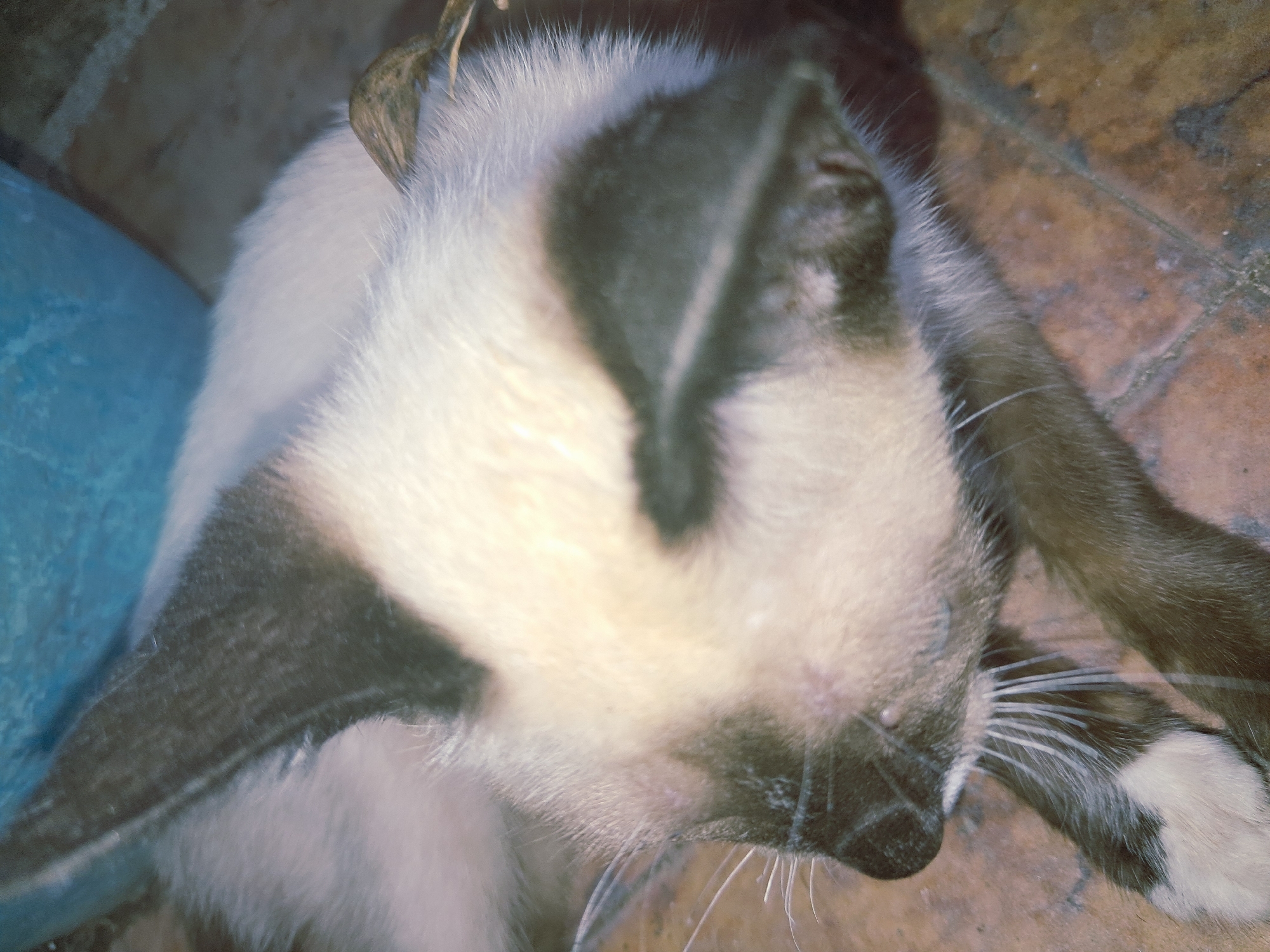 A close-up shot depicts a Siamese cat lying on its back. The cat's face is turned upwards with the black portions of its markings visible on its head, ears, and nose. The fur is a mix of white and light brown. The cat has a paw visible, and there appears to be a blue surface to the left. The background includes a brown surface that could be tiles. The location and city are not discernible from the image.