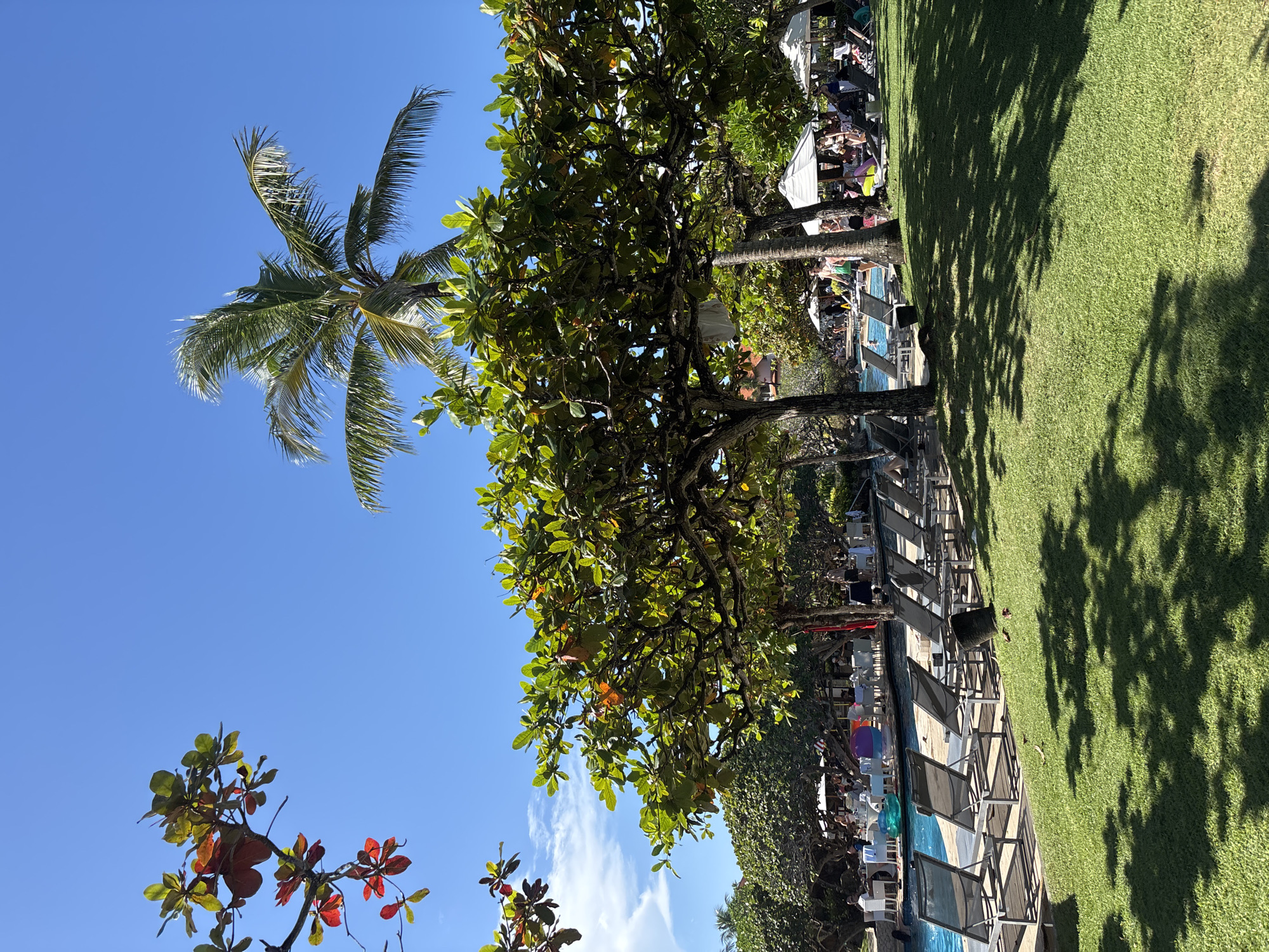 The image depicts a tropical scene in Nusa Dua, Indonesia, likely near a resort pool or beach area. The sky is a clear, bright blue. A tall palm tree is prominent in the left side of the image. A large tree with green leaves and gnarled branches dominates the center, casting shadows.
A pool runs along the right side of the image, lined with lounge chairs. People are lounging near the pool. Beyond the pool is a green lawn with shadow patterns from the trees. The overall atmosphere suggests a sunny, relaxing vacation setting.