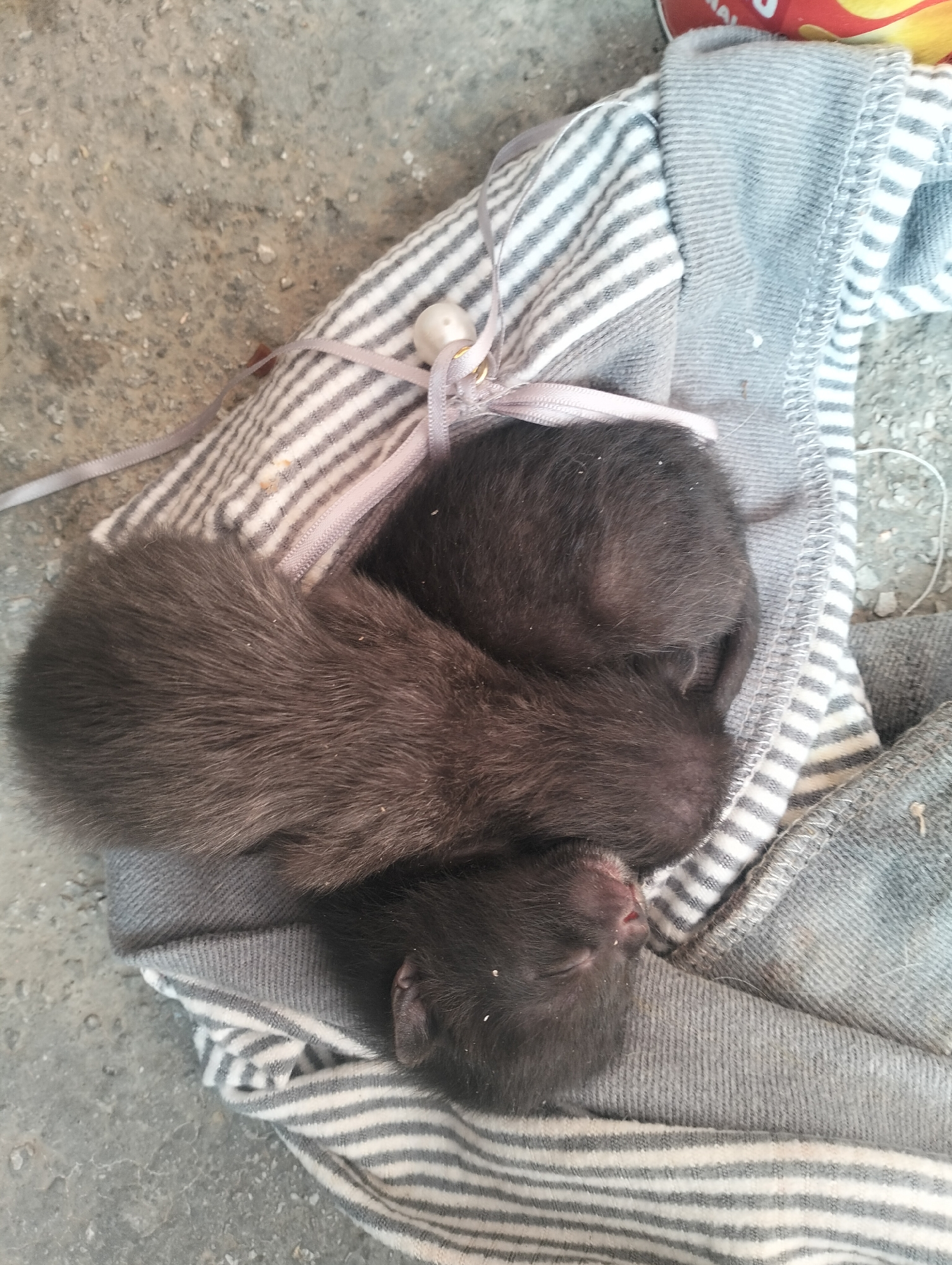 The image shows three dark-furred kittens nestled together on a striped and gray fabric. A gray ribbon is tied around the kittens, adorned with a small, white pearl. The fabric rests on a concrete surface. The location, Ouaouizert, Morocco, is not evident from the image itself.