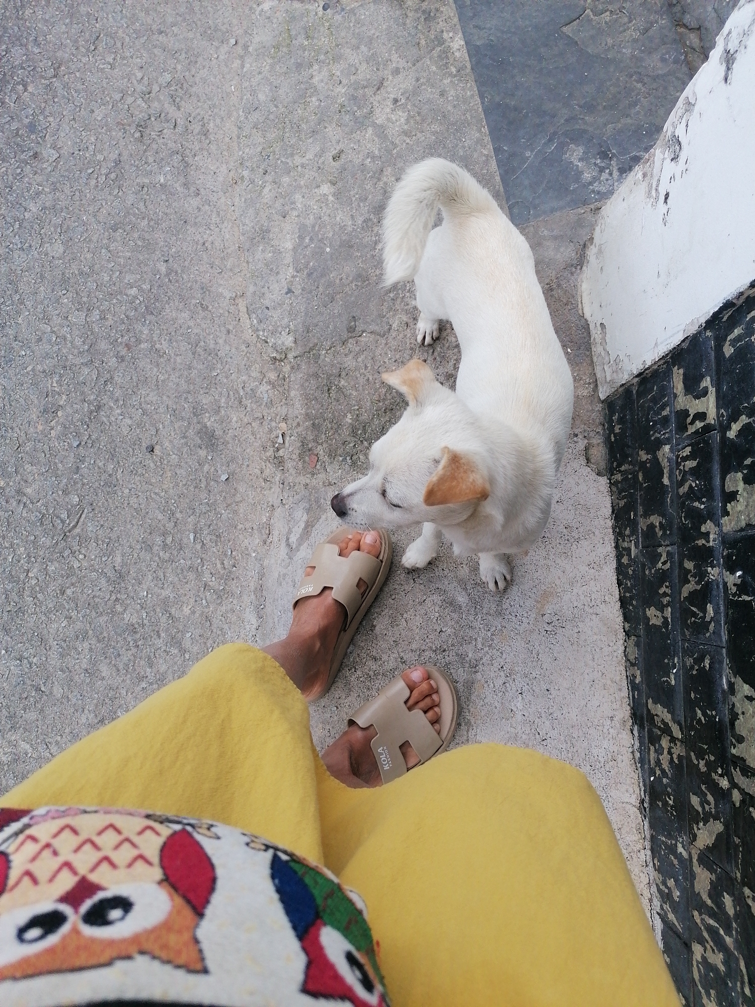 A small white dog with tan ears stands on a textured concrete surface, looking to its left, towards the lower left quadrant of the image. A person's legs, clad in bright yellow fabric and wearing tan slide sandals, are visible in the foreground. The dog is positioned to the right of the person's legs. To the right of the concrete surface, there is a dark, tiled wall with some peeling white paint along its edge. The scene appears to be outdoors, possibly on a street or walkway. The overall impression is of a casual, everyday moment.