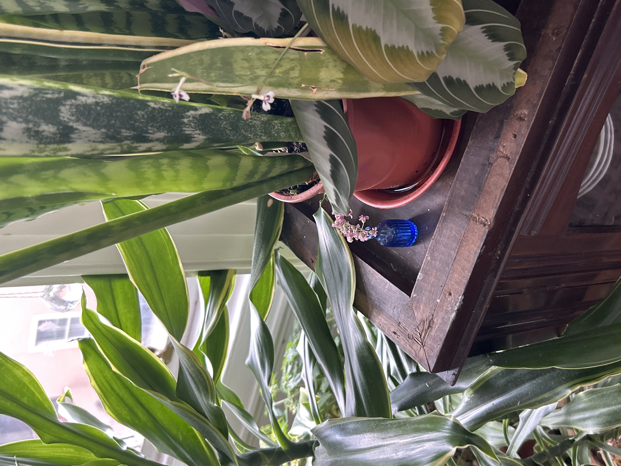 A close-up, indoor shot focuses on a collection of houseplants and decorative items on a dark wood surface. A vibrant green plant with long, variegated leaves dominates the left side of the frame, with sunlight illuminating its edges. To the right, a snake plant, identifiable by its tall, sword-like leaves with mottled green and gray patterns, is housed in a bright orange pot. A delicate pink flower, possibly a bloom from the snake plant, is visible on one of its leaves. In front of the snake plant, a small, iridescent blue glass vase holds a cluster of tiny pink flowers. The wooden surface appears to be a piece of furniture, possibly a cabinet or tabletop, with visible wear and tear. The background shows a window with a crystal ornament hanging, refracting light, and a hint of a building's facade in muted pink tones. The overall scene suggests a well-lit indoor space, likely a windowsill or a display area for plants. The image does not contain any specific information about the city of Edinburgh, United Kingdom, nor does it depict any people or actions.