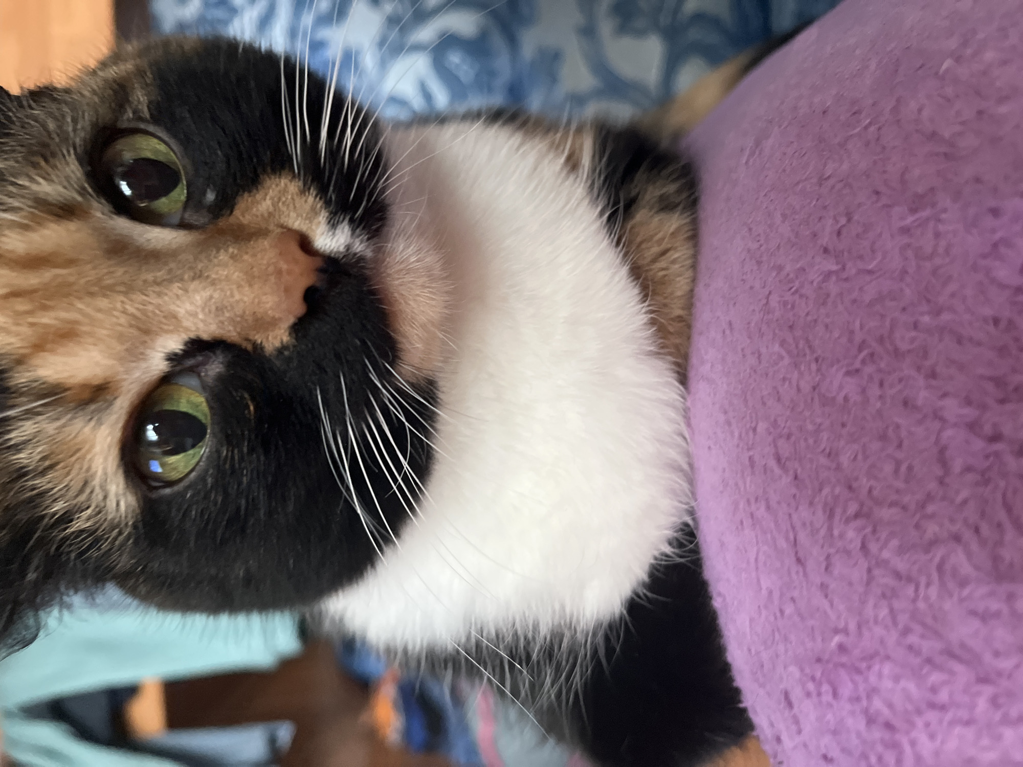 A close-up, slightly rotated shot features a calico cat with green eyes. The cat's fur is a mix of black, orange, and white, and long white whiskers are visible. The cat's head rests against a soft, purple, textured surface, possibly a blanket or pillow. The background shows hints of blue patterns, perhaps fabric. The image does not show any evidence of being in Chaikovsky, Russia.