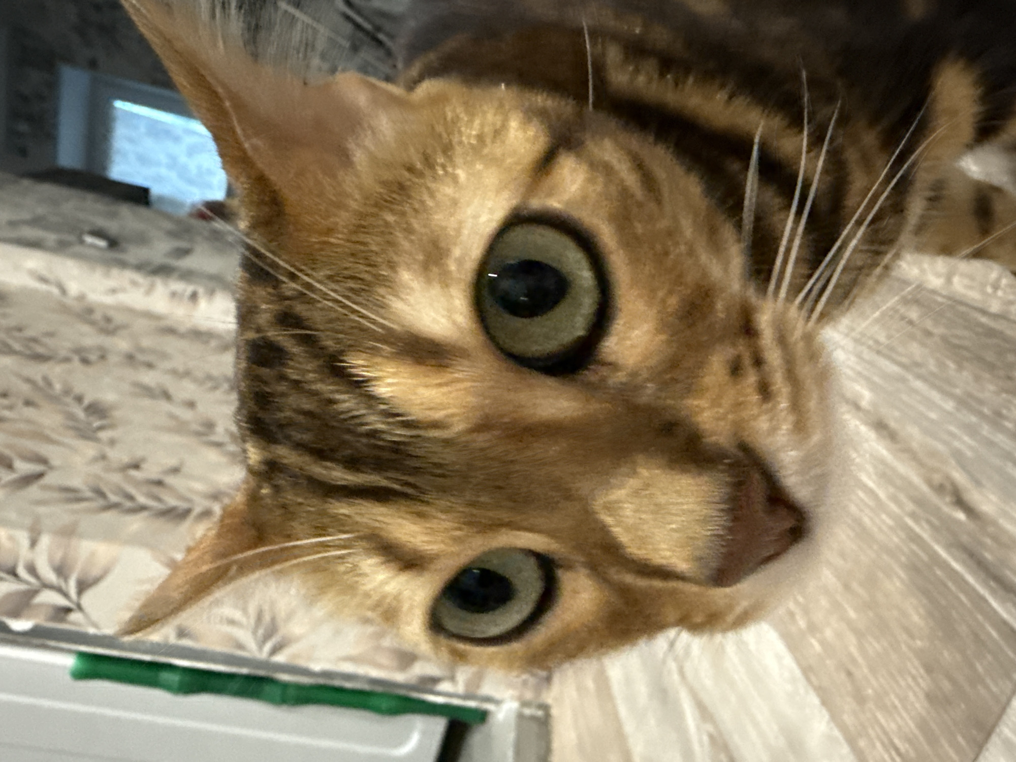 The image shows a close-up of a Bengal cat's face, with its green eyes looking directly at the camera. The cat has distinctive brown and black markings on its fur. The background is blurred, but appears to be an indoor setting with patterned wallpaper and a wooden floor. There are no people visible in the image, and no specific details are provided to indicate a location in Izhevsk, Russia. The cat's expression is alert and curious.