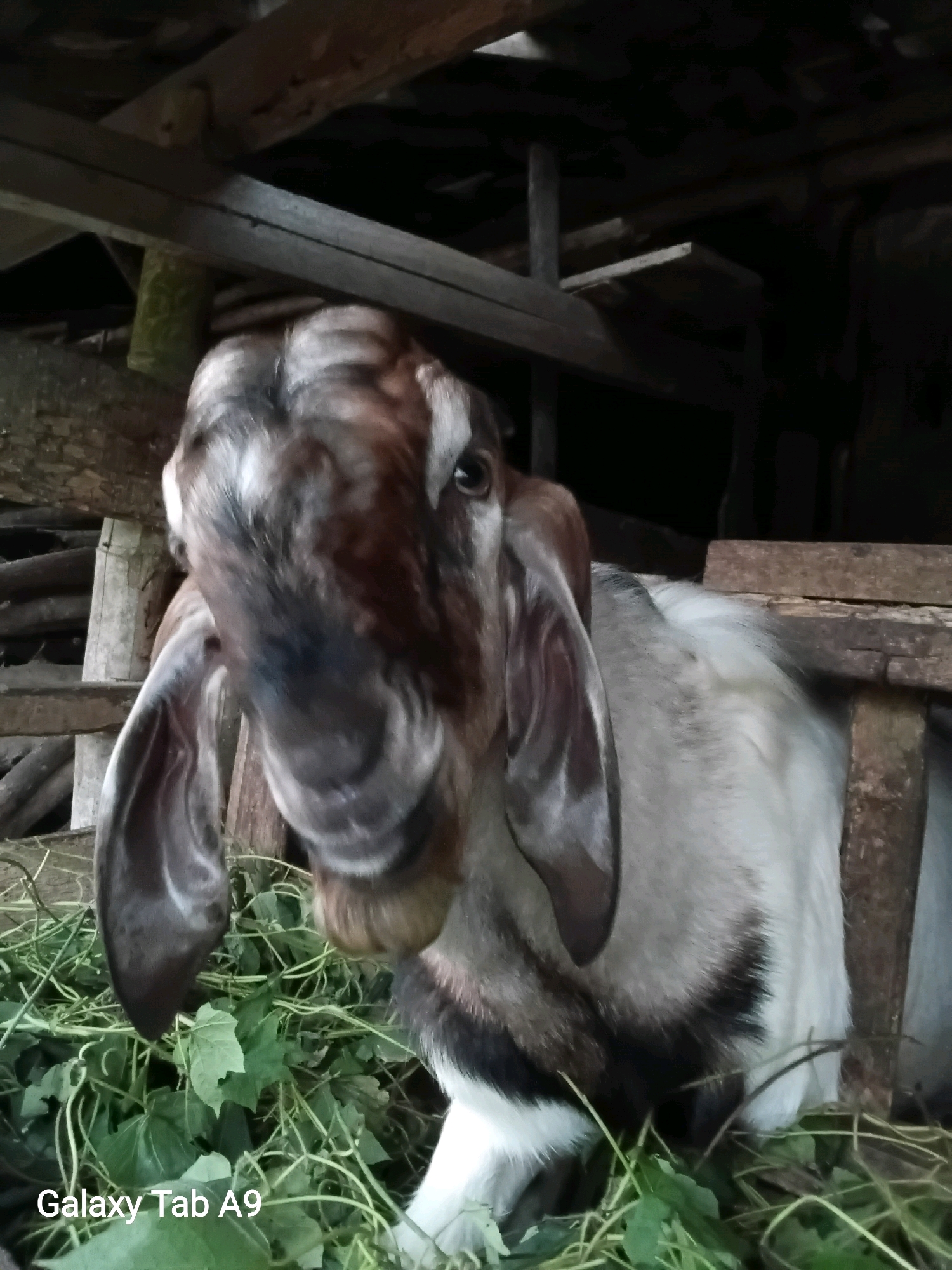 A close-up, low-angle shot captures a light brown and white goat in an outdoor enclosure. The goat's head is prominent, with large, dark ears and intelligent brown eyes. Its muzzle is a darker brown, and it appears to be chewing on green vegetation, which is abundant in the foreground. The background reveals a rustic wooden structure, likely a pen or shelter, with visible beams and planks. The lighting is dim, suggesting it might be early morning, late afternoon, or an overcast day. The bottom left corner of the image displays a watermark that reads "Galaxy Tab A9". While the image itself does not contain any direct indicators of the city of Trenggalek, Indonesia, it is stated that the photograph was taken there.