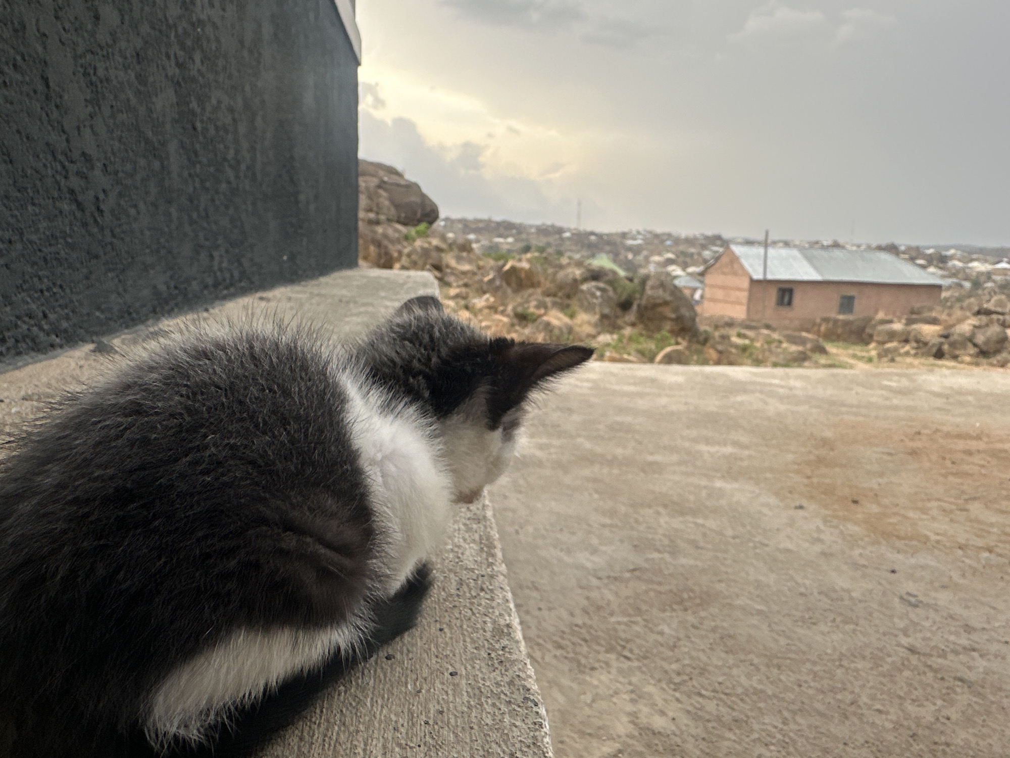 A black and white kitten sits on a concrete ledge, looking out at a landscape. In the background, a cluster of buildings is interspersed with rocks, possibly located in Jos, Nigeria. The sky is overcast.