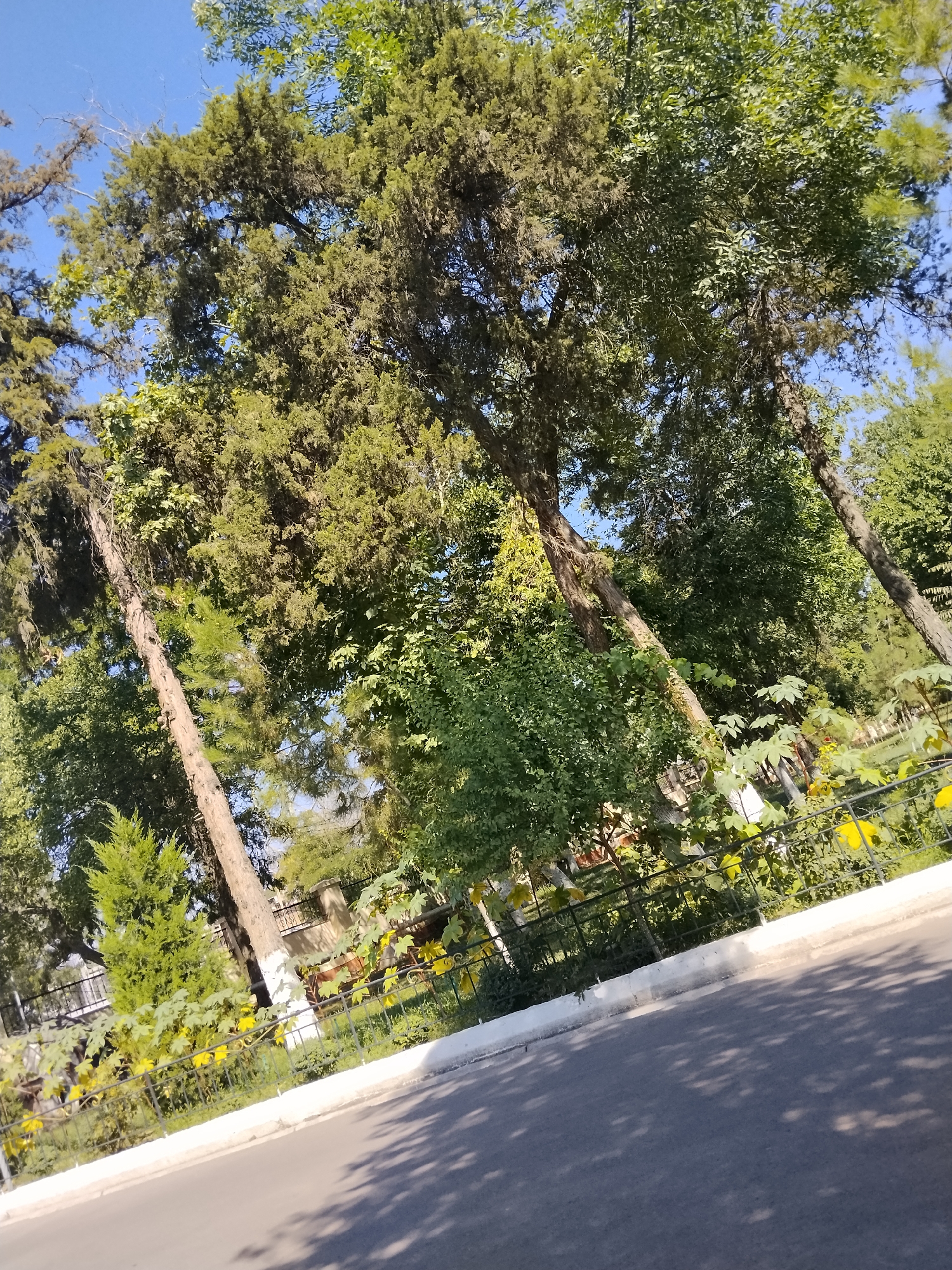The image depicts a street scene in Tashkent, Uzbekistan, on a clear, sunny day. Tall trees with dense green foliage dominate the upper portion of the frame, casting dappled shadows on the asphalt road in the foreground. A black metal fence with a white concrete base separates the road from a landscaped area. Beyond the fence, various plants, including a small evergreen tree and bushes with yellow flowers, are visible. Some of the tree trunks have white paint applied to their lower portions. In the background, a building with a light-colored facade and a black-tiled roof can be seen through the trees. The sky is a vibrant blue, indicative of fair weather. There are no people or animals present in the scene. The overall impression is one of a well-maintained urban park or roadside greenery.