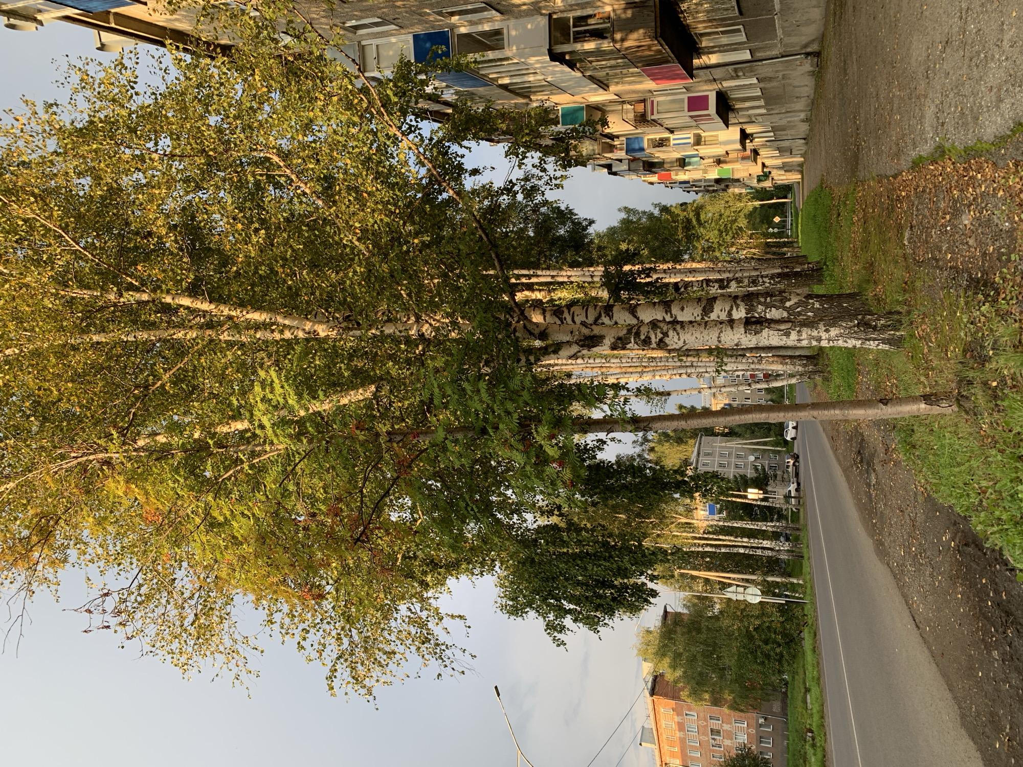 The image shows a street scene in Prokopyevsk, Russia, bathed in the warm light of what appears to be late afternoon or early evening. On the right side of the frame, a grey, multi-story apartment building runs along the sidewalk. The building has numerous balconies, many of which are enclosed and painted in vibrant colors such as pink, blue, and green. The sidewalk itself is made of concrete and is partially covered with fallen leaves.
To the left of the sidewalk, a line of birch trees with their characteristic white bark and green leaves forms a natural canopy. Some of these trees bear clusters of red rowan berries. The trees are positioned between the sidewalk and a paved road.
The road itself is a two-lane asphalt surface with a white dividing line. Several cars are visible on the road, parked and in motion, indicating a residential area. On the far left of the image, another multi-story building, this one brick-faced with many windows, is visible. A street lamp extends over the road. The environment appears to be a typical urban residential setting in a temperate climate, likely during the autumn season given the presence of fallen leaves and ripe berries. The sky is partly cloudy.