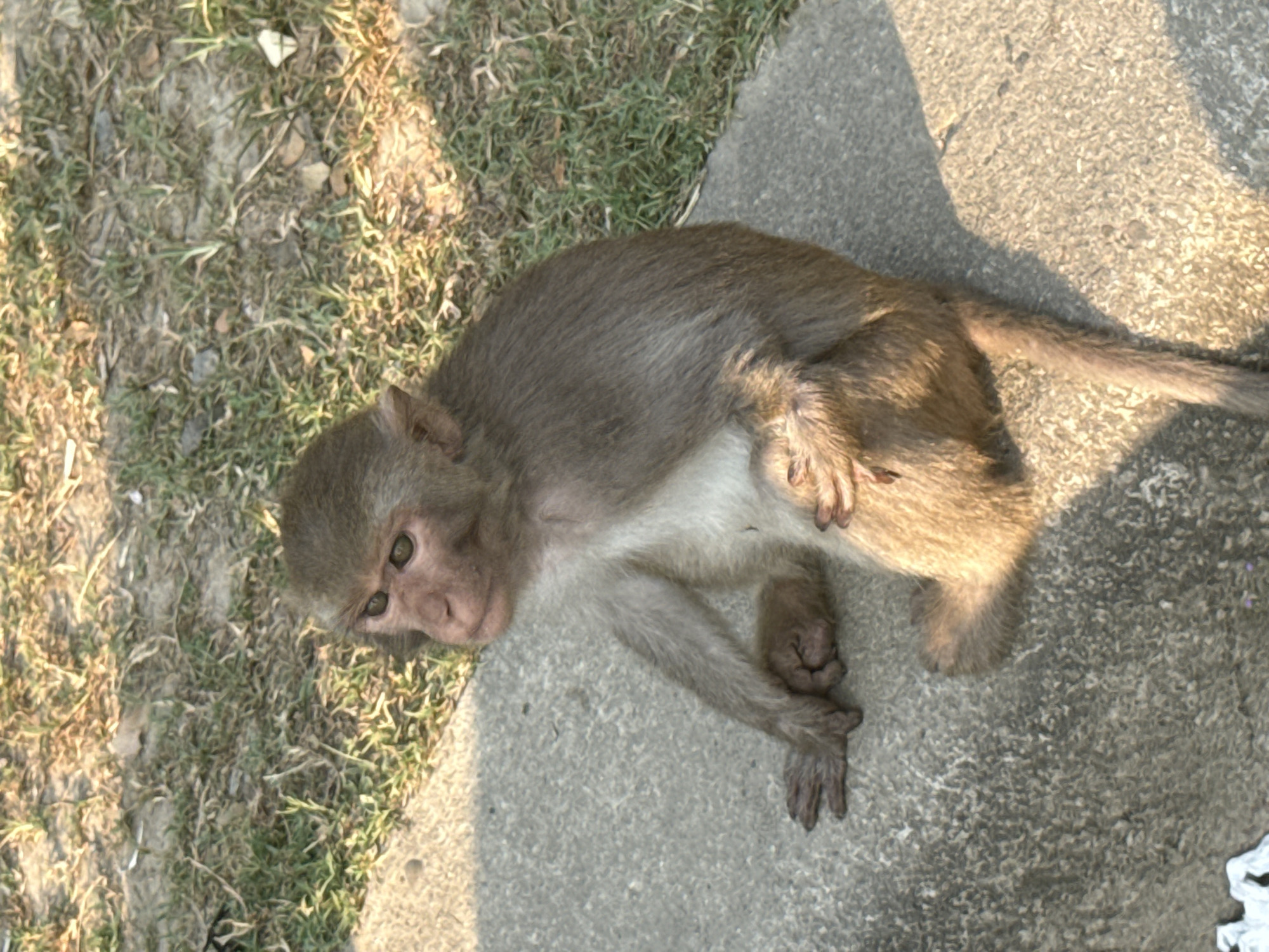 A light brown macaque lies on a gray concrete surface, bordered by patchy grass. The monkey's belly is white. It faces the viewer, its left arm outstretched and its right arm bent with its paw near its torso. The photograph appears to be taken outdoors in daylight. Location information is not available in the image.