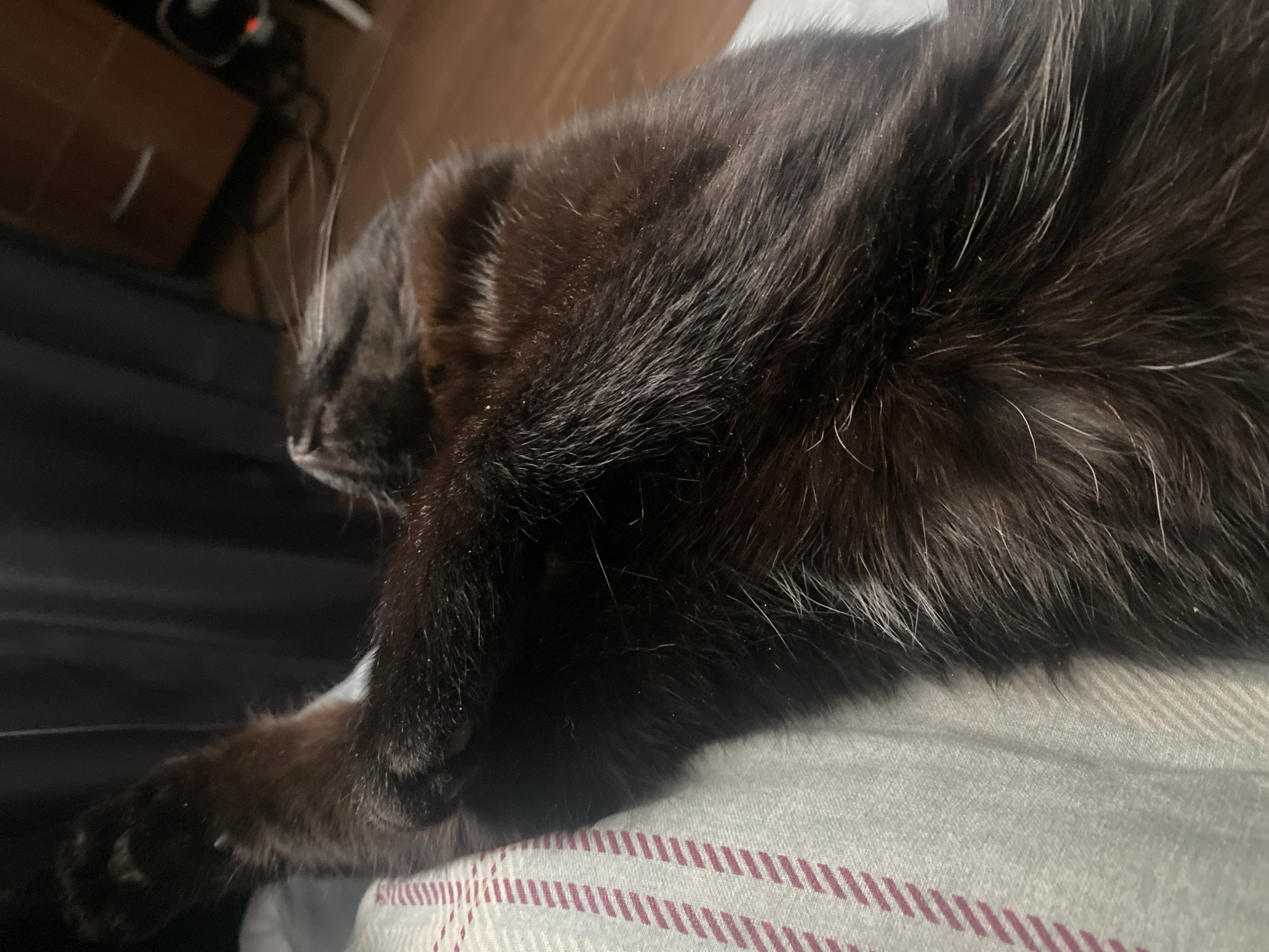 A black cat is lying on a light gray surface with parallel burgundy lines. The cat is facing left, with its head resting on the surface. The cat's front paws are visible. The background includes a dark gray surface and a dark brown object with a cable and an unidentifiable black object. The location is not discernible from the image. There is no information that can confirm the city of Izhevsk.