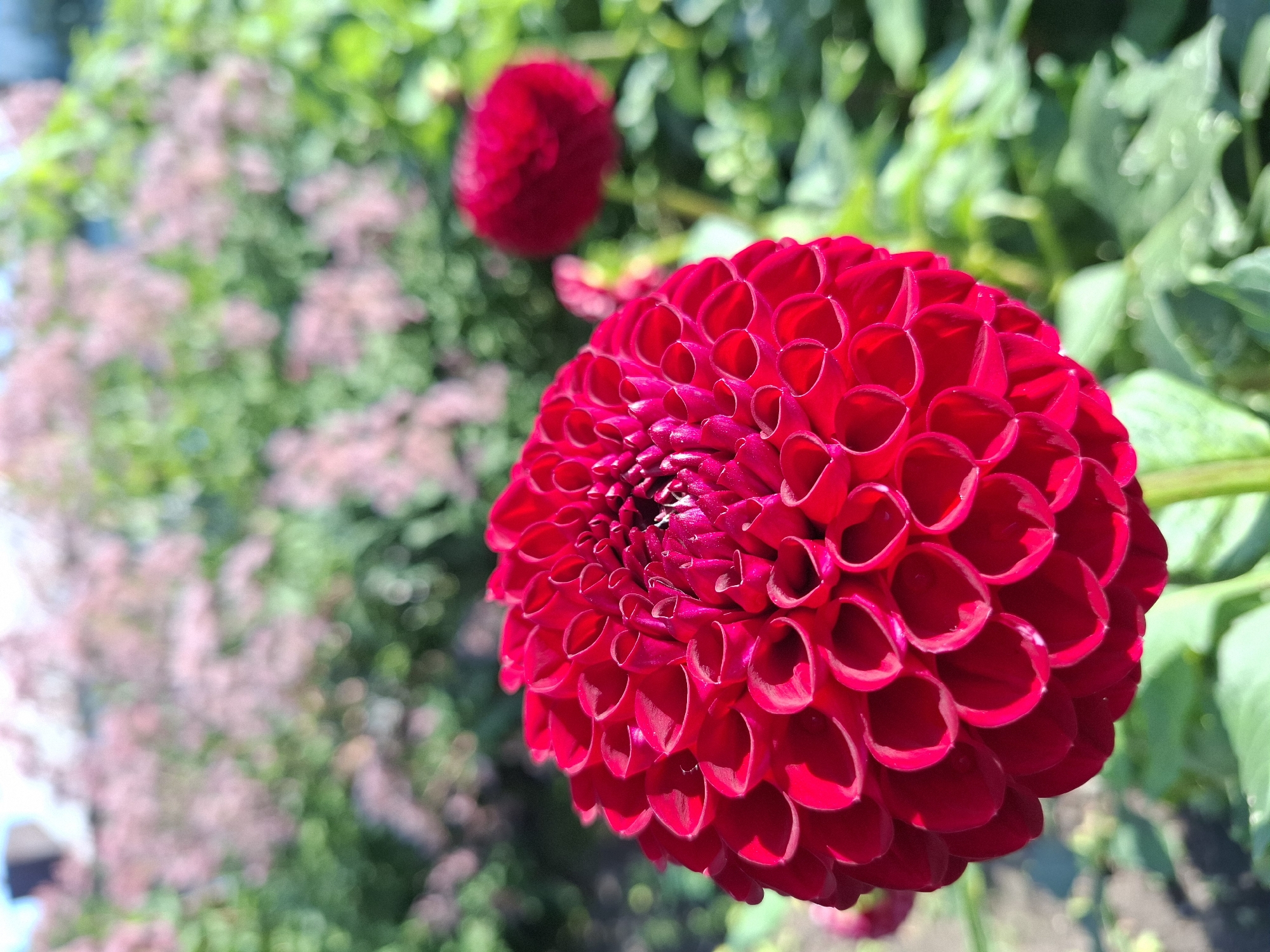 The image depicts a close-up of a vibrant red dahlia flower in bloom, set against a softly blurred background of other pinkish-red flowers and lush green foliage. The dahlia's petals are tightly layered and curled, creating a textured, spherical appearance. Sunlight illuminates the flower, casting subtle shadows and highlighting its rich color. In the middle ground, another, slightly out-of-focus red dahlia is visible, along with other blooming plants. The overall impression is one of a bright, sunny day in a well-maintained garden. The location within Tyumen, Russia, is not discernible from the visual information provided in the image.