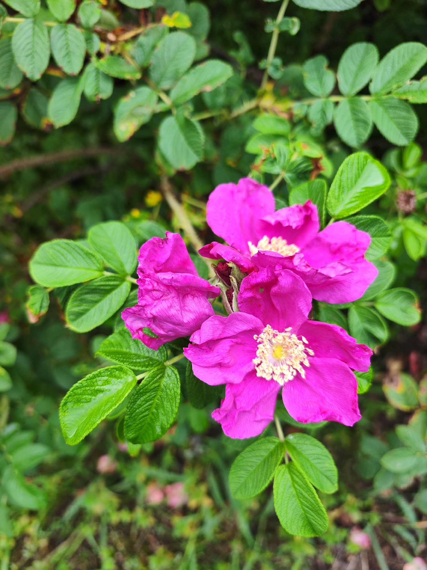 The image shows a close-up view of several bright pink flowers with yellow centers, surrounded by lush green leaves. The flowers appear to be wild roses, possibly Rosa rugosa, commonly found in coastal areas. The leaves are slightly glossy, suggesting they may be damp from dew or recent rain. The background is a blur of green foliage and hints of earthy tones, indicating an outdoor natural setting. The image does not provide any specific visual cues to pinpoint its location within Solovei-Kliuch, Russia, as it depicts a generic natural scene that could be found in many similar environments. There are no people or specific man-made objects visible in the frame.
