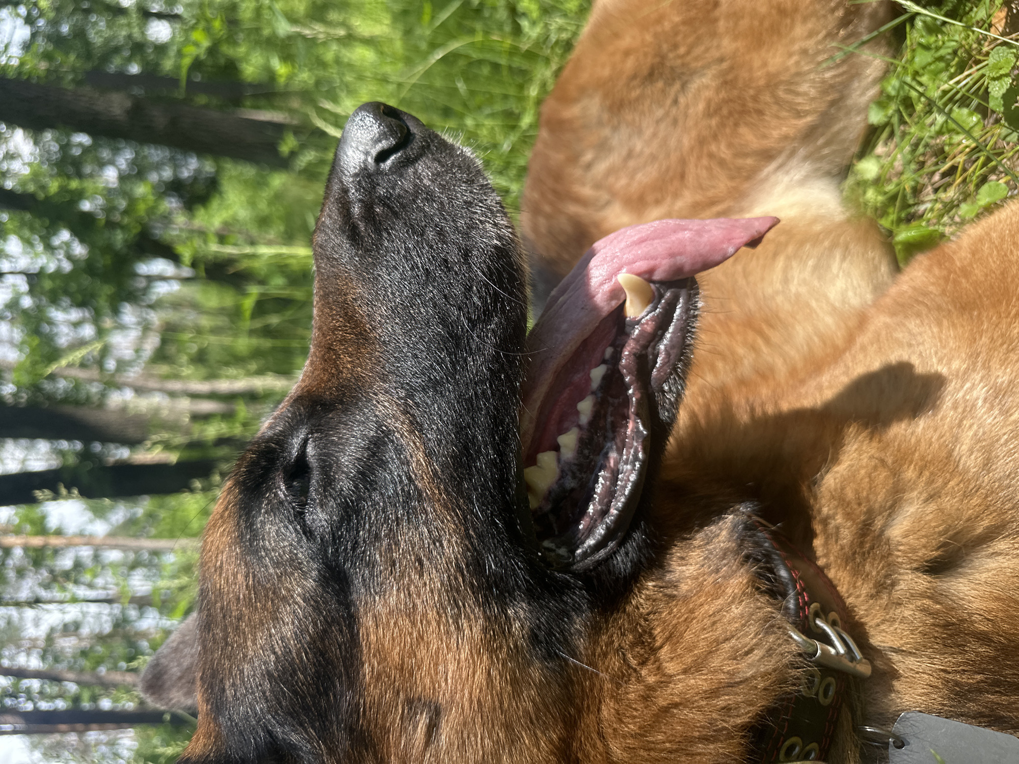 A medium shot captures a German Shepherd dog lying in a grassy area with trees in the background. The dog is in profile, facing right, with its eyes closed and its mouth open, panting with its tongue hanging out. Sunlight illuminates the dog's fur and the surrounding foliage. The dog is wearing a collar. The environment appears to be a park or forest on a sunny day.