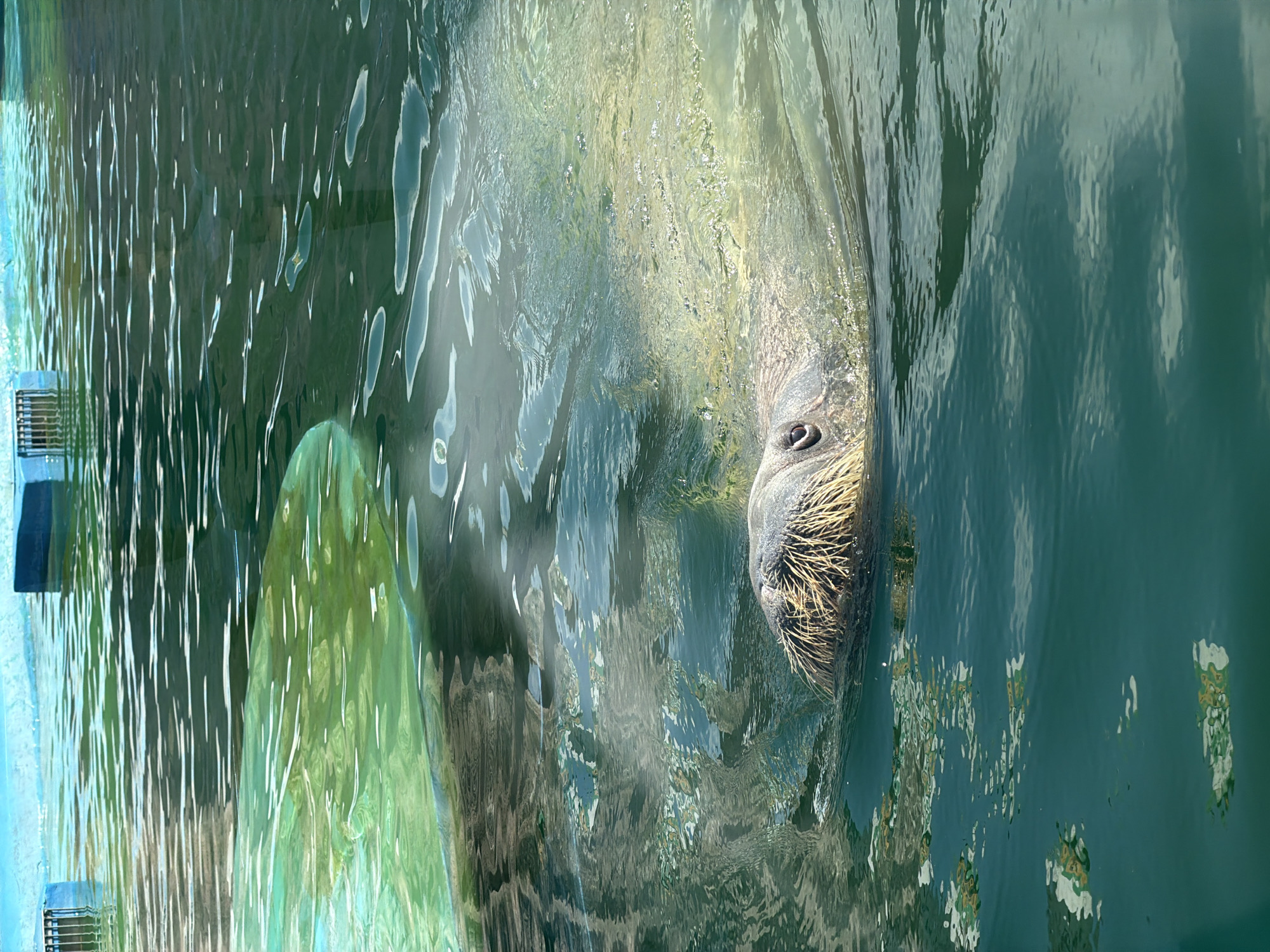 A walrus surfaces in a pool of water, its head and part of its back visible. The walrus has thick, yellowish whiskers. The water is a deep teal color and appears somewhat murky. Reflections of green and blue structures are visible on the surface of the water. In the background, blue structures with white grates are visible along the edge of the pool. The scene appears to be an enclosure in a zoo or aquarium. This image was taken in Izhevsk, Russia.