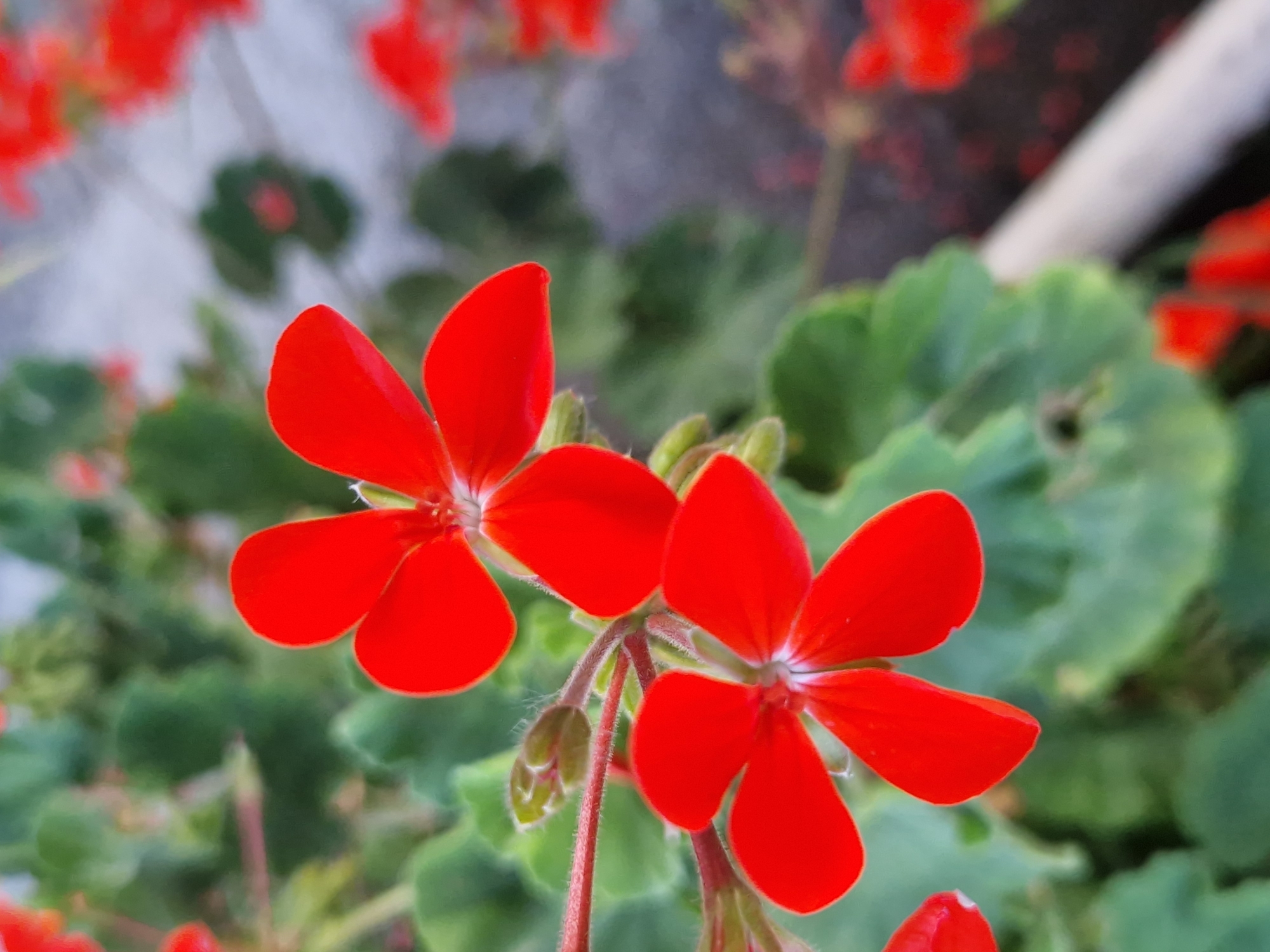 In Dolni Pasarel, Bulgaria, a close-up, eye-level shot captures a cluster of vibrant red flowers, likely geraniums, in bloom. The foreground is dominated by two prominent flowers, one slightly above and to the right of the other. Each flower features five delicate, heart-shaped petals that are a striking crimson hue, with a lighter, almost white center where the petals meet. The petals are slightly curled, revealing their velvety texture. In the background, out-of-focus green leaves provide a soft contrast to the vivid red of the blossoms. A small, green, unopened bud is visible on a thin, fuzzy stem between the two main flowers, suggesting ongoing growth. The overall environment appears to be an outdoor setting, possibly a garden or a balcony, with a muted, grayish-blue background that suggests a wall or another blurred floral element. The lighting is natural, highlighting the rich color of the flowers.