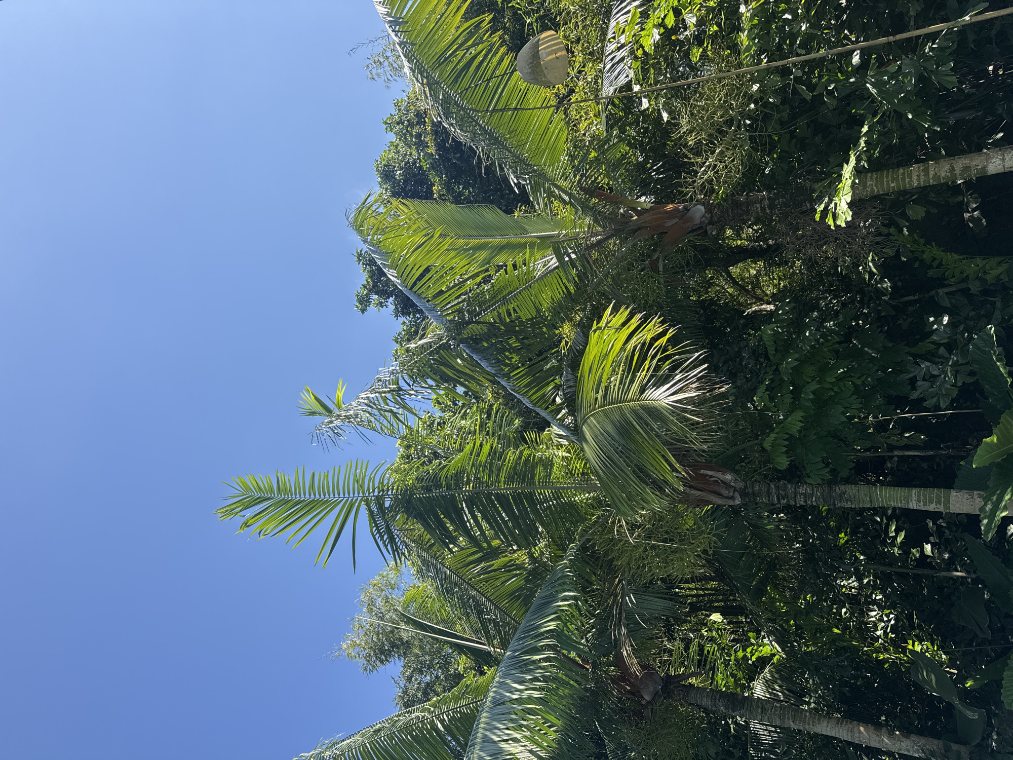 The image shows a low-angle view of palm trees and other tropical foliage against a clear blue sky. It is daytime, with bright sunlight illuminating the leaves. There are no people visible. The location, Kuta Selatan, Indonesia, suggests a tropical climate. The presence of palm trees and dense vegetation confirms this. A round object appears caught in the leaves of a tree, but it is unclear what it is.