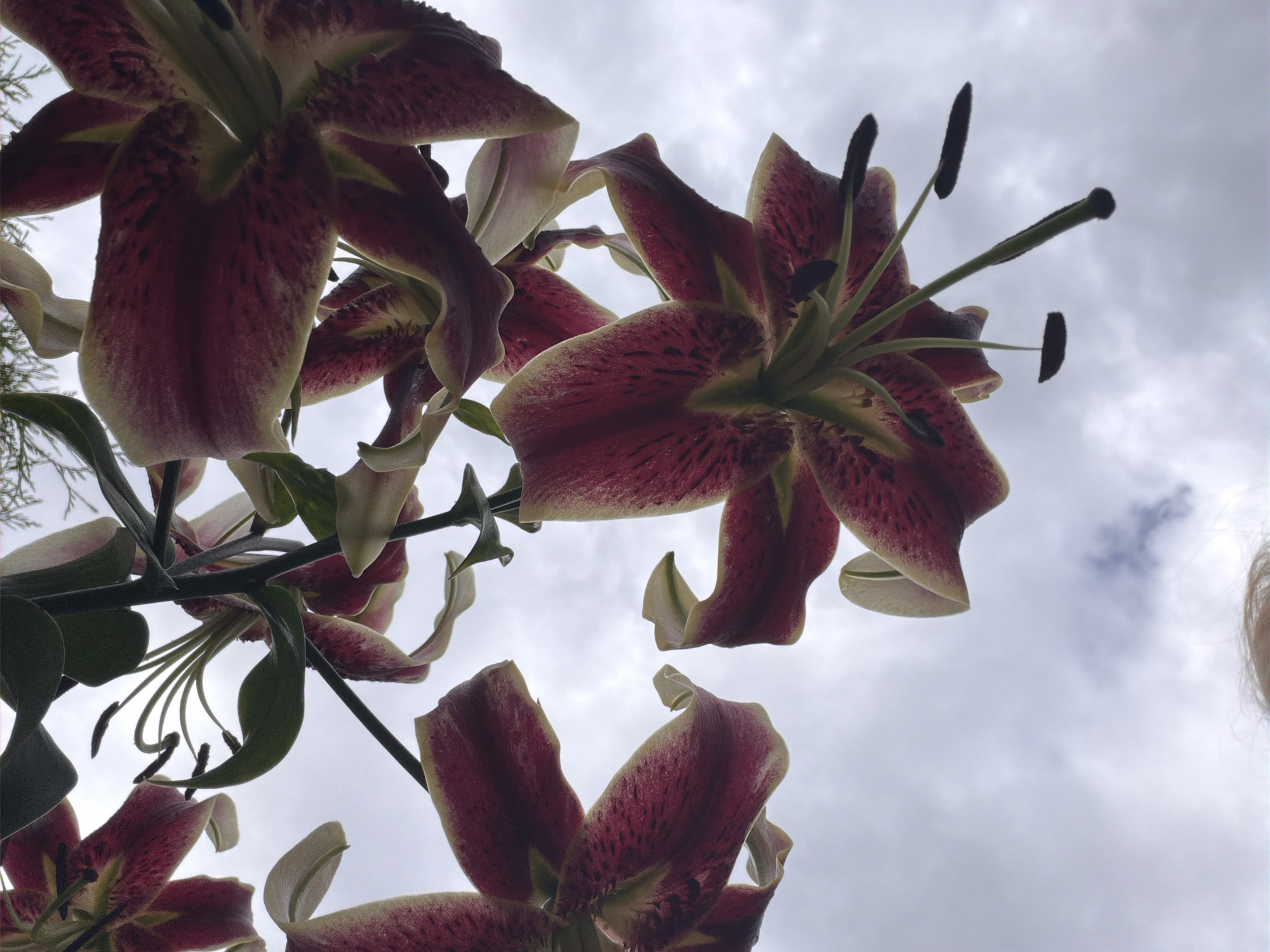 This is a low-angle, close-up, full-frame shot of several deep red and yellow lilies blooming against a cloudy sky. The lilies are dominant in the frame, with their petals and stamens clearly visible. The sky is overcast with scattered clouds. The bottom of the frame shows a small portion of a person's head and hair, suggesting the photograph was taken from below, looking up at the flowers, possibly in a garden or park in Baloži, Latvia, given the context of the request.