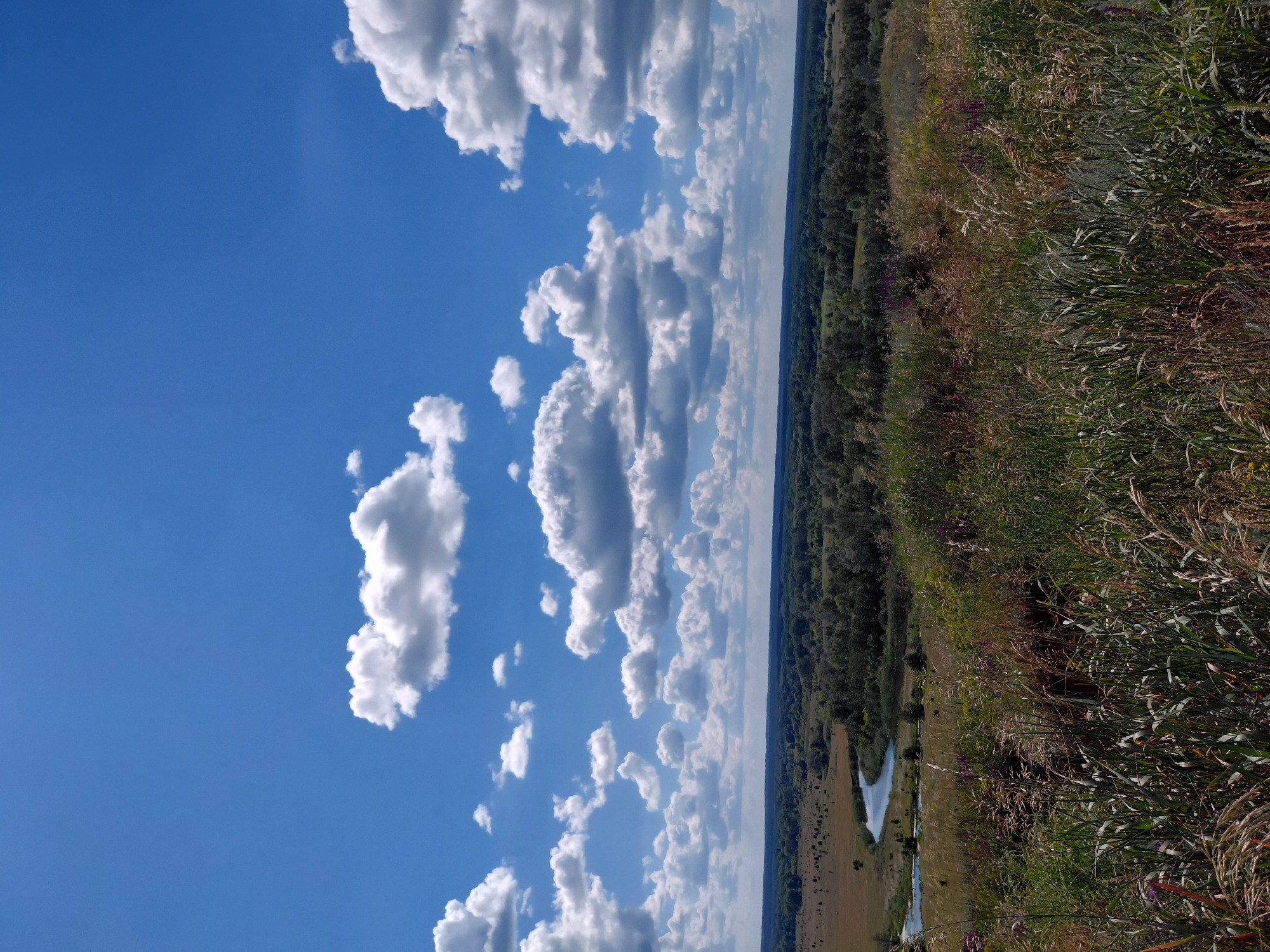 An eye-level, vertical, medium shot captures a vast landscape under a vibrant blue sky dotted with fluffy white clouds. The foreground is dominated by tall, dry grasses and some wildflowers, creating a textured, natural barrier. Beyond this, the terrain gently slopes down to reveal a winding river reflecting the sky. The river is bordered by a dense forest of green trees that stretches to the horizon. The landscape appears rural and undeveloped, with no visible signs of human habitation or activity. The overall impression is one of natural beauty and serenity on a clear, sunny day. The location is described as Unknown, Unknown.