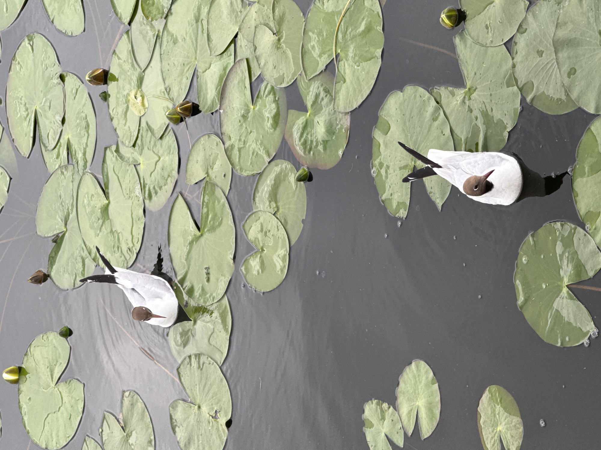The image shows a top-down view of two black-headed gulls swimming among lily pads on dark water. The gulls are predominantly white with black wingtips and distinctive brown heads. One gull is positioned on the left side of the frame, facing downwards and to the right. The other gull is on the right, swimming towards the bottom of the image and slightly to the left. The water is still, reflecting the surrounding lily pads and the sky.
The lily pads are a vibrant green, with some exhibiting lighter patches and water droplets on their surfaces. Several lily buds are also visible, some closed and conical, others partially open. The scene is set in a tranquil natural environment, likely a pond or calm lake, suggested by the presence of lily pads and the two birds.
There are no people visible in the image. The overall lighting suggests it is daytime, possibly mid-morning or afternoon, with diffused light casting soft shadows on the water. There are no clear indicators of specific weather conditions, but the calmness of the water implies fair weather. The location context of Votkinsk, Russia, indicates a temperate climate, consistent with the presence of lily pads and gulls. There is no visible text in the image.
