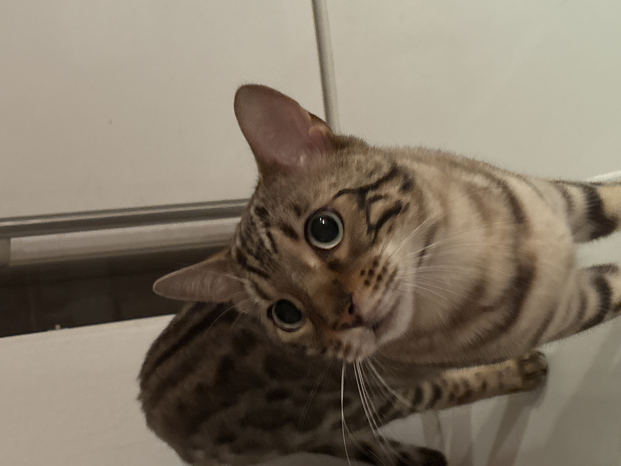 The image shows a close-up of a Bengal cat with striking green eyes and distinctive brown and black spots. The cat is positioned in the foreground, looking directly at the camera with an alert expression. Its body is mostly visible, revealing its patterned fur and slender build. The background appears to be an indoor setting, possibly a home, with a plain, light-colored wall and a vertical element that could be a doorframe or a piece of furniture. There is no visible information in the image to suggest its location in Noviy, Russia, or any urban environment.