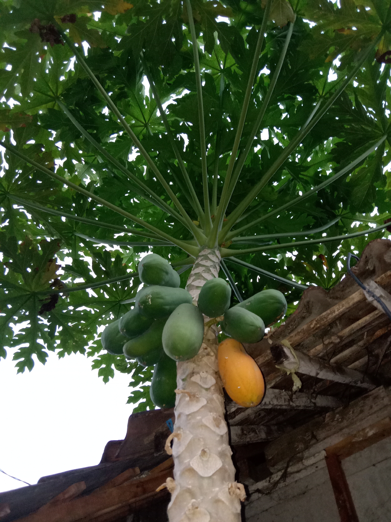 The image shows a papaya tree with several green papayas and one ripe orange papaya. The tree is growing near a traditional Indonesian house with a tiled roof. The scene appears to be in Sugihwaras, Indonesia, as indicated by the prompt. The view is from below, looking up into the canopy of the tree. The leaves are large and palm-like, characteristic of a papaya plant. The trunk of the tree is thick and segmented. The house structure suggests a rural or semi-urban setting. The lighting indicates it is daytime, with some overcast sky visible through the leaves.