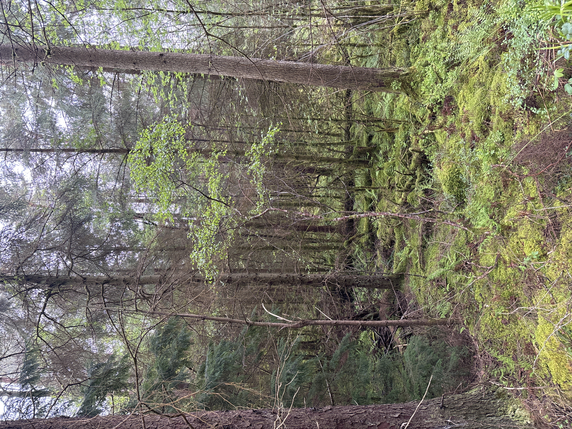 The image depicts a dense forest landscape, possibly located near Llanrwst, United Kingdom. Tall, thin trees dominate the scene, their branches reaching towards the sky. Moss and other greenery cover the forest floor and the trunks of some trees, creating a lush, damp environment. A fallen tree lies in the foreground. The overall atmosphere is one of quiet solitude and natural beauty.