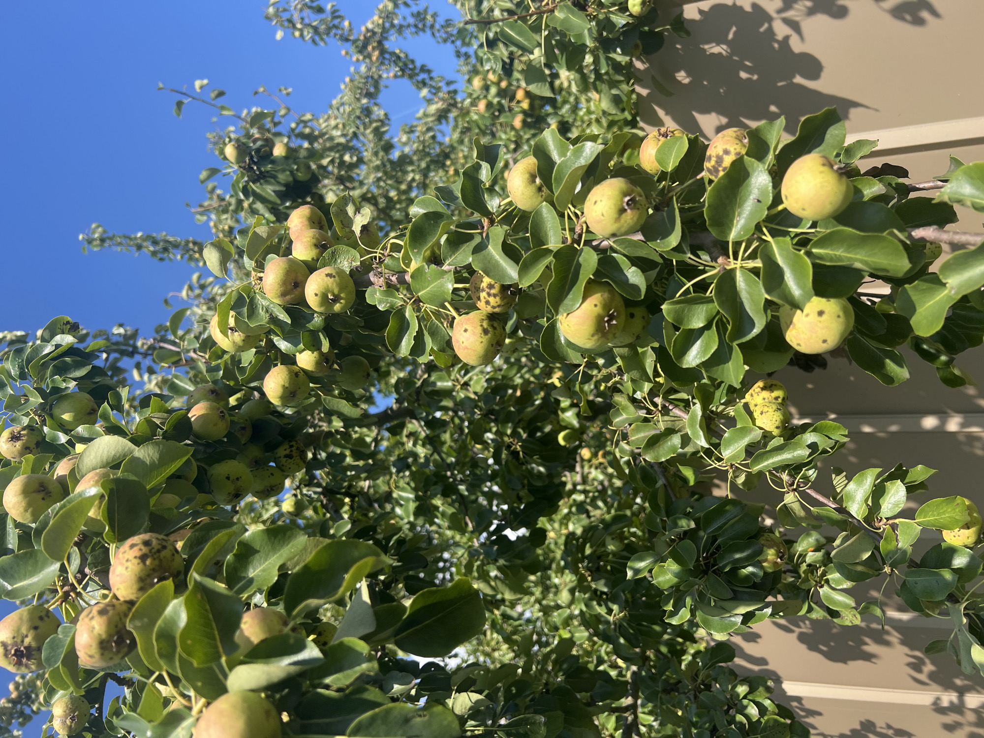 In the city of Leningradskaya, Russia, a pear tree laden with ripe fruit is captured under a clear blue sky. The pears, varying in shades of green and yellow, are scattered among lush green leaves. Some pears exhibit brown spots, indicating ripeness or possibly blemishes. The branches of the tree create a dense canopy, with dappled sunlight casting shadows on a tan-colored fence in the background. The focus is on the fruit-laden branches, showcasing the bounty of the harvest. No people or animals are visible in the scene. The environment appears to be a garden or yard, with the fence suggesting a boundary.