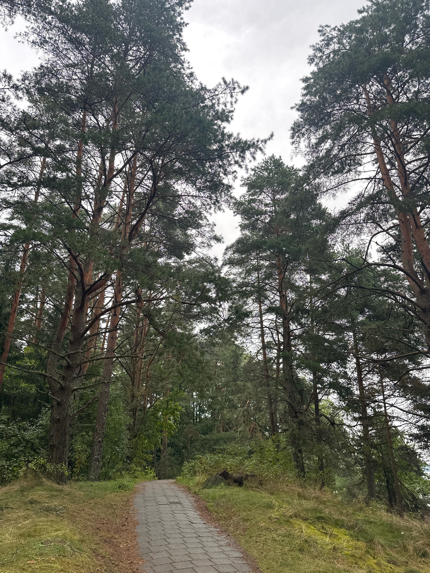The image depicts a paved pathway winding through a dense forest. Tall pine trees with dark green needles dominate the scene, their trunks a mix of reddish-brown and grey. The path, made of interlocking grey pavers, curves to the right and leads into the distance. The ground on either side of the path is covered in grass and dry pine needles. The sky is overcast with a light grey hue. The overall impression is that of a serene forest trail in a natural setting. The specific location within Нарацкі сельскі Савет, Belarus, is a forested area with a prepared walking path, typical of parkland or natural reserves in the region. No people or animals are visible in the image.