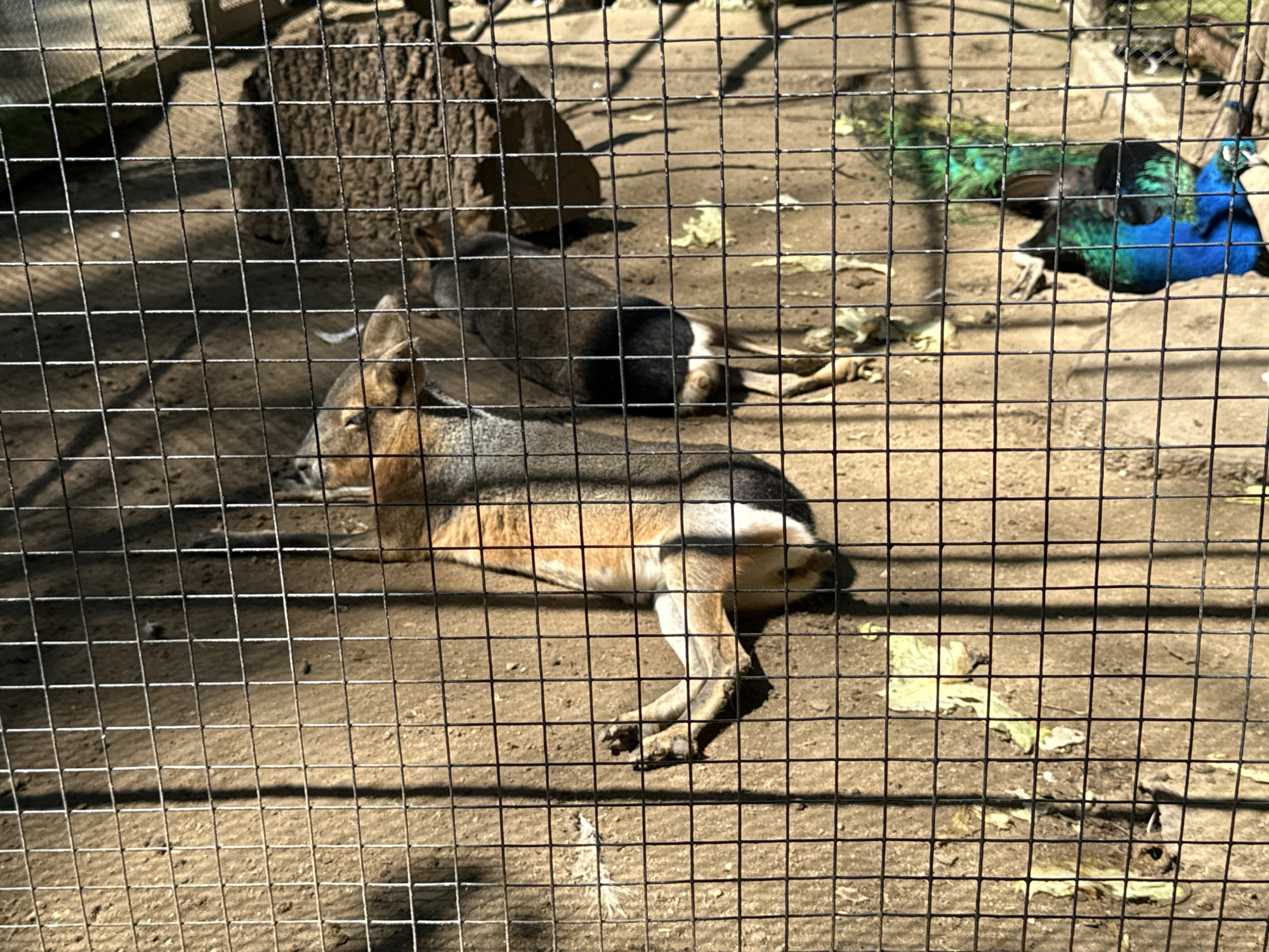 The image shows a patagonian mara lying down on the ground inside a wire enclosure. The mara has brown fur with a lighter underside and white markings on its rear. Its long legs are visible, and its paws are resting on the dirt. In the background, a peacock with blue and green feathers is partially visible, and another animal, possibly another mara or a similar rodent, is lying down further back. The enclosure appears to be outdoors, with sunlight casting shadows on the ground. There are some scattered leaves and debris on the ground. The overall environment suggests a zoo or animal sanctuary.