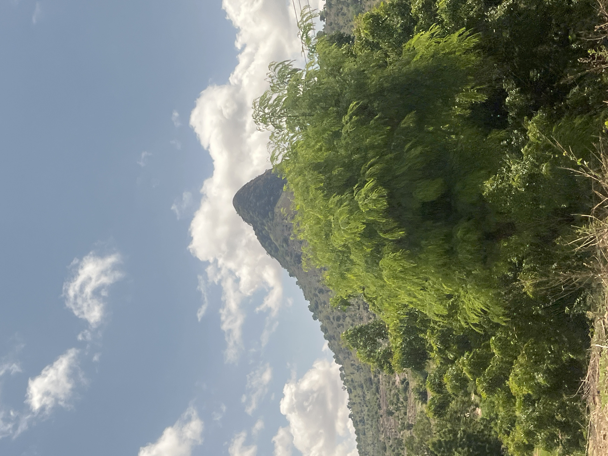 The image depicts a daytime outdoor landscape in Balanga, Nigeria, characterized by hilly and mountainous terrain under a partly cloudy sky. A prominent, dark green, conical mountain dominates the central midground, its peak sharply defined against the light blue sky. The mountain is heavily vegetated with dense foliage.
In the foreground and lower midground, a dense canopy of lush, bright green deciduous trees and bushes occupies the majority of the frame, particularly a large, full tree positioned centrally. The leaves of this foreground vegetation are numerous and appear vibrant green, suggesting healthy growth. Below this foliage, at the very bottom edge of the image, dry, light brown soil with sparse, dried plant stalks is visible.
To the left and right of the central conical mountain, the landscape features rolling hills and slopes also covered in various shades of green vegetation, including scattered trees and lighter patches which may indicate less dense growth or cultivated areas. The sky above is a clear light blue, populated by scattered white cumulus clouds of varying sizes. Faint, dark lines, consistent with overhead power or communication wires, traverse the upper right quadrant of the image, positioned behind the foreground trees and in front of the distant hills. No individuals, animals, or human structures (other than potential power lines) are discernible. The lighting suggests a clear day, likely late morning or early afternoon.