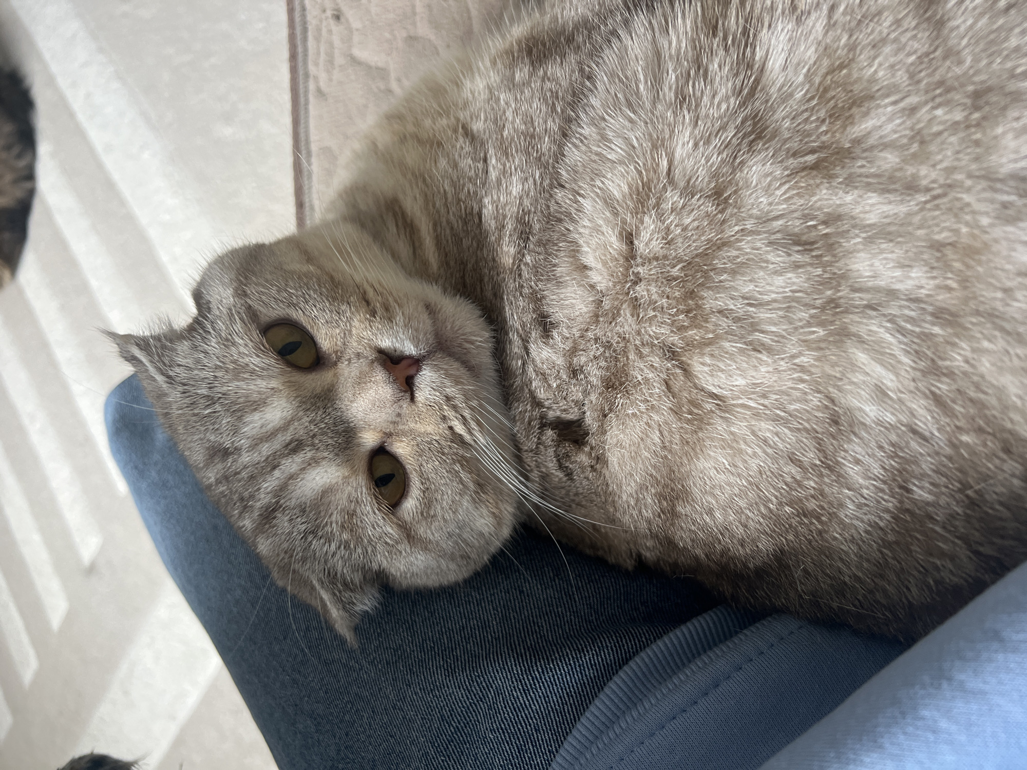 A close-up, high-angle indoor shot captures a light-colored tabby cat resting on a person's lap. The cat, with soft grey and beige striped fur and large, round amber eyes, gazes directly towards the viewer. Its head is tilted slightly, and its short, pointed ears are visible. Long white whiskers extend from its muzzle, and its small, pink nose is prominent.
The cat's body occupies the right and central portions of the frame, blending into the fur texture. It appears to be lying down comfortably. The left side of the image reveals the top of a person's leg, clad in dark blue denim pants. A lighter blue fabric, possibly a shirt sleeve or another layer of clothing, is also visible beneath the cat's body on the bottom right. The background consists of a light-toned floor, possibly tiles or light wood planks, with a faint linear pattern.
The lighting is bright and even, suggesting daytime. No discernible outdoor weather conditions can be observed. The overall mood is one of domestic comfort and tranquility. There is no visible text in the image. The location context provided is Chaikovsky, Russia.