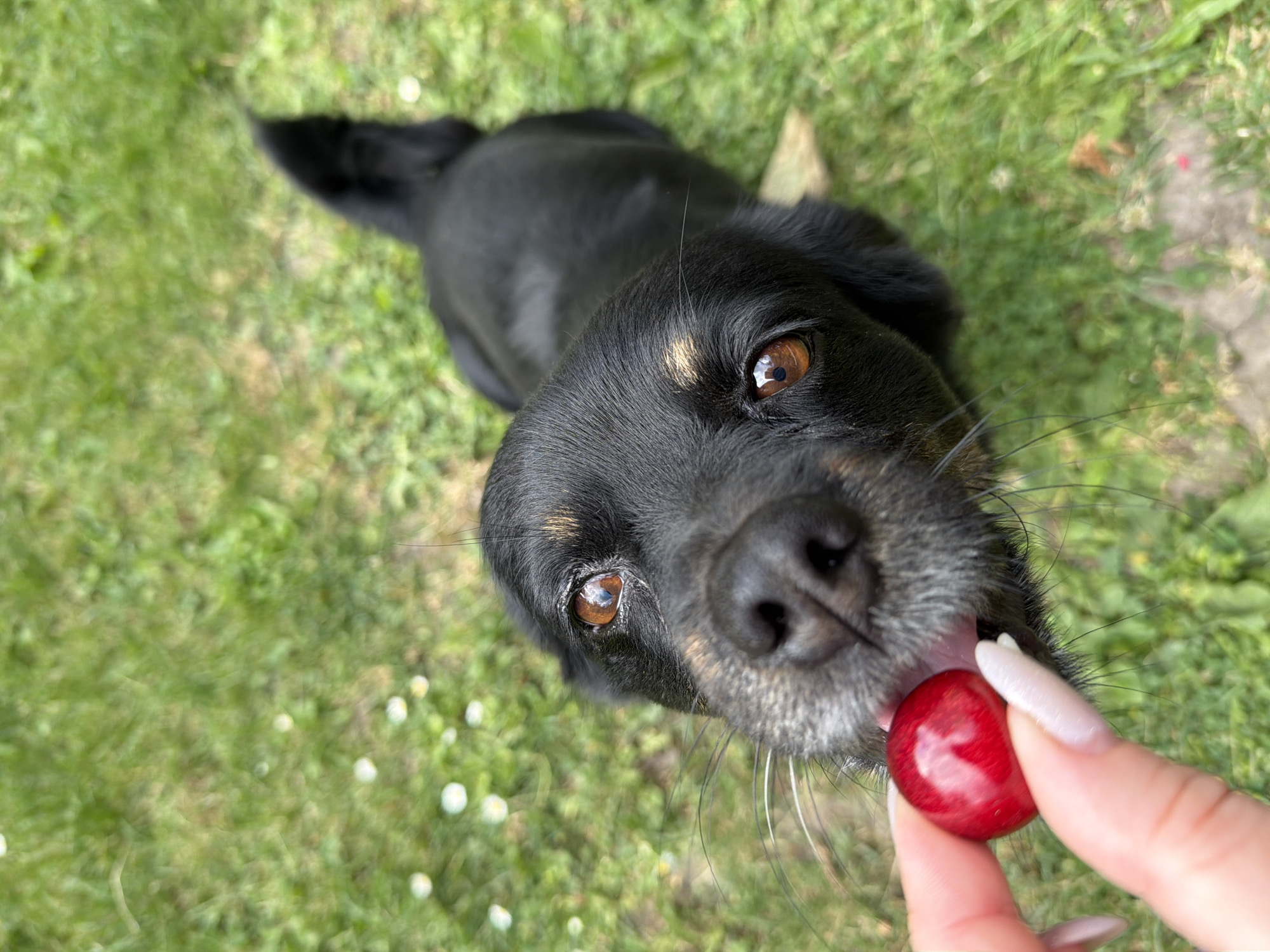 A black dog with tan markings over its eyes and on its muzzle is in a grassy yard. The dog is looking up at a human hand holding a single red cherry. The dog is positioned in the foreground, with its head turned towards the cherry. The background is out of focus green grass with small white flowers scattered throughout. The scene appears to be outdoors in a residential area. There is no indication of the city of Kozova, Ukraine.
