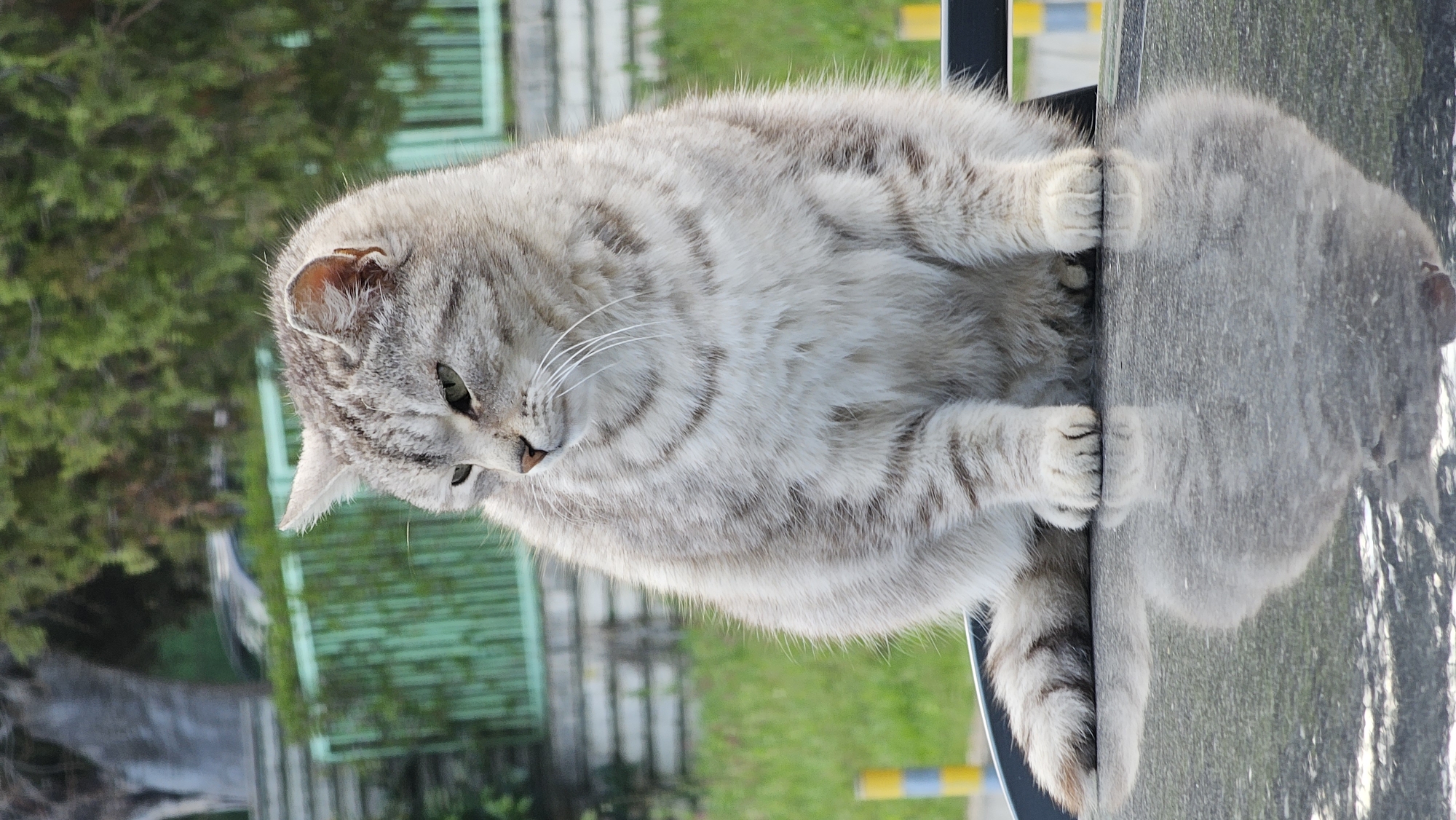 A grey tabby cat sits on a reflective surface, possibly a car roof, with its paws touching the edge. The cat's reflection is visible on the surface. In the background, there's greenery, a green fence, a building with stairs, and yellow and blue poles. The location may be Varna, Bulgaria.