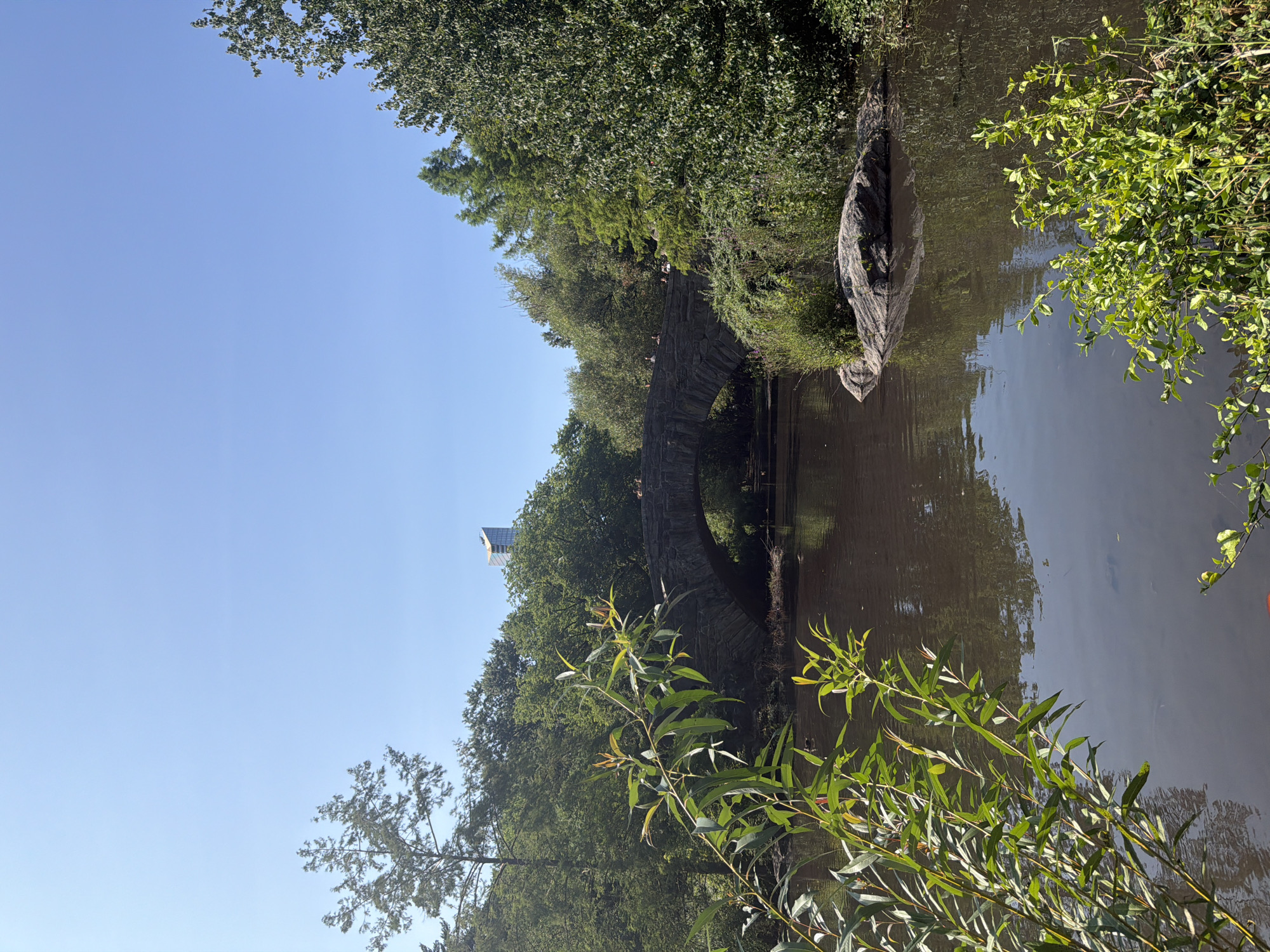 A stone bridge spans a dark body of water in Central Park, New York City. The bridge has a single arch and is surrounded by lush green trees and foliage. In the foreground, a branch of a tree with long, slender leaves hangs over the water. A few people are visible walking on the bridge, and some ducks are swimming in the water. A modern skyscraper with a glass facade is visible in the distance, peeking out above the trees. The sky is clear and blue. The water reflects the trees and the sky, creating a serene and natural scene within the urban environment.