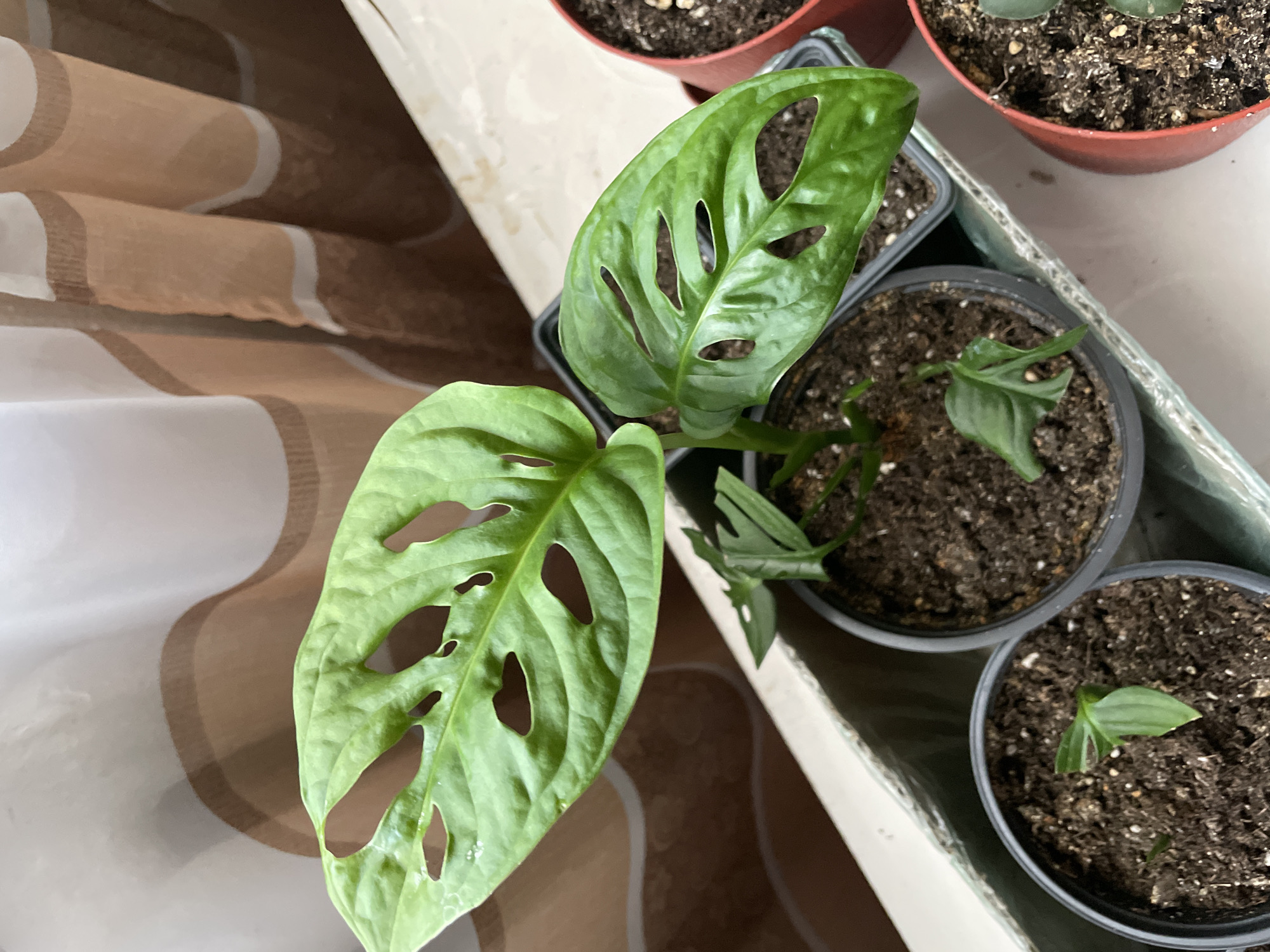 The image shows several potted plants, including a Monstera adansonii, arranged on a surface near a window. The Monstera has characteristic fenestrations (holes) in its leaves. Other pots appear to contain other types of plants, perhaps seedlings or cuttings. The image shows an indoor scene. There is no evidence in the image to support the assertion that it was taken in Zheleznogorsk, Russia. No people are visible.
