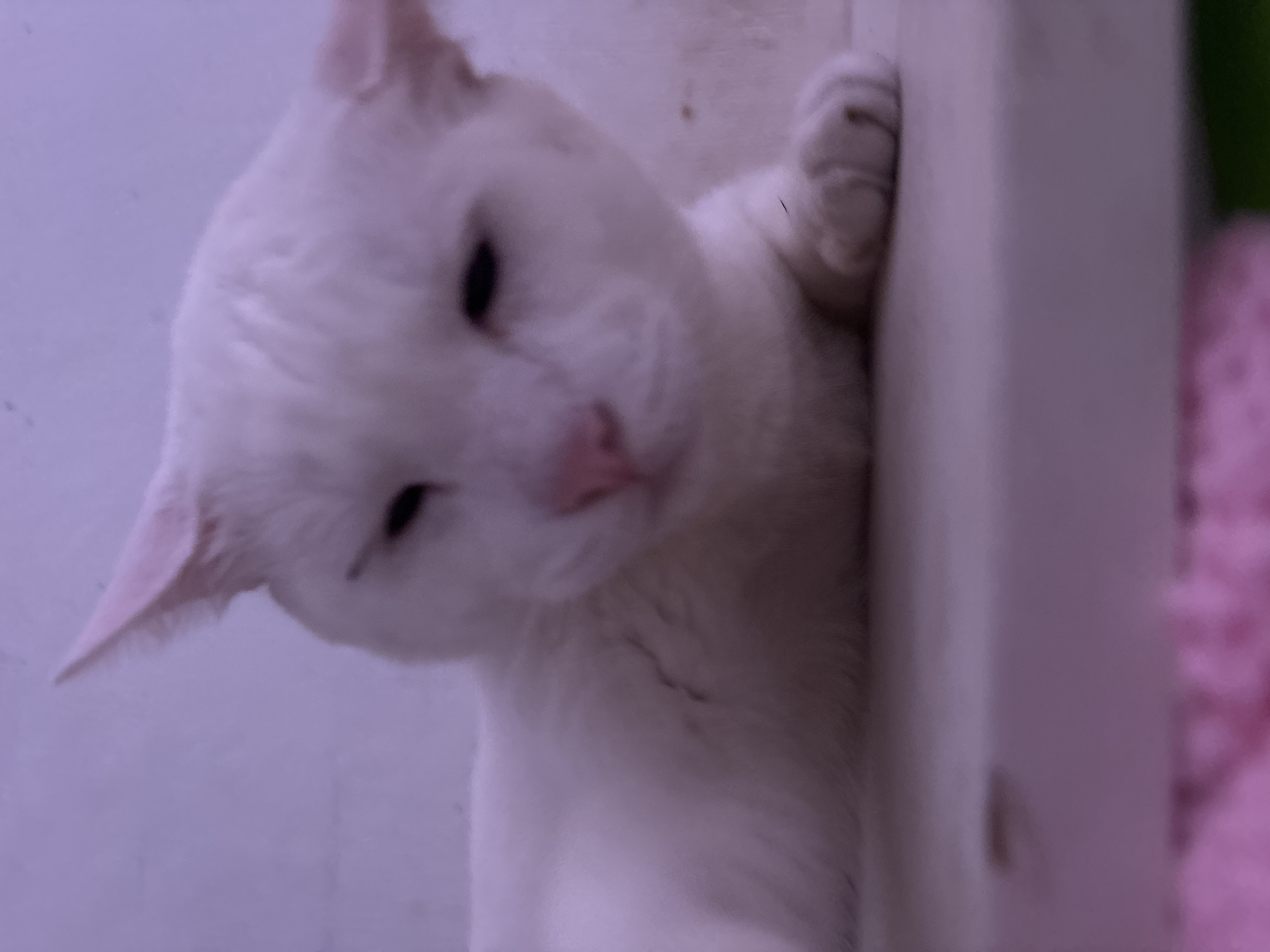 A white cat with short fur is the central subject of this close-up, vertically oriented photograph. The cat is positioned indoors, seen against a soft, light purple-white background, with its body partially obscured below the frame. Its head is tilted, and it looks towards the viewer with eyes that appear partially closed, suggesting a relaxed or sleepy demeanor. Its nose is a soft pink. One of the cat's front paws is visible, resting gently on a vertical white surface, which could be a wall or a piece of furniture. To the right and blurred in the background, a hint of a pink, textured object, possibly a blanket or fabric, is discernible. The lighting is soft and ambient, characteristic of an indoor setting, without indicating a specific time of day beyond its muted quality. This scene is located in North Jakarta, Indonesia. No visible text is present in the image.
