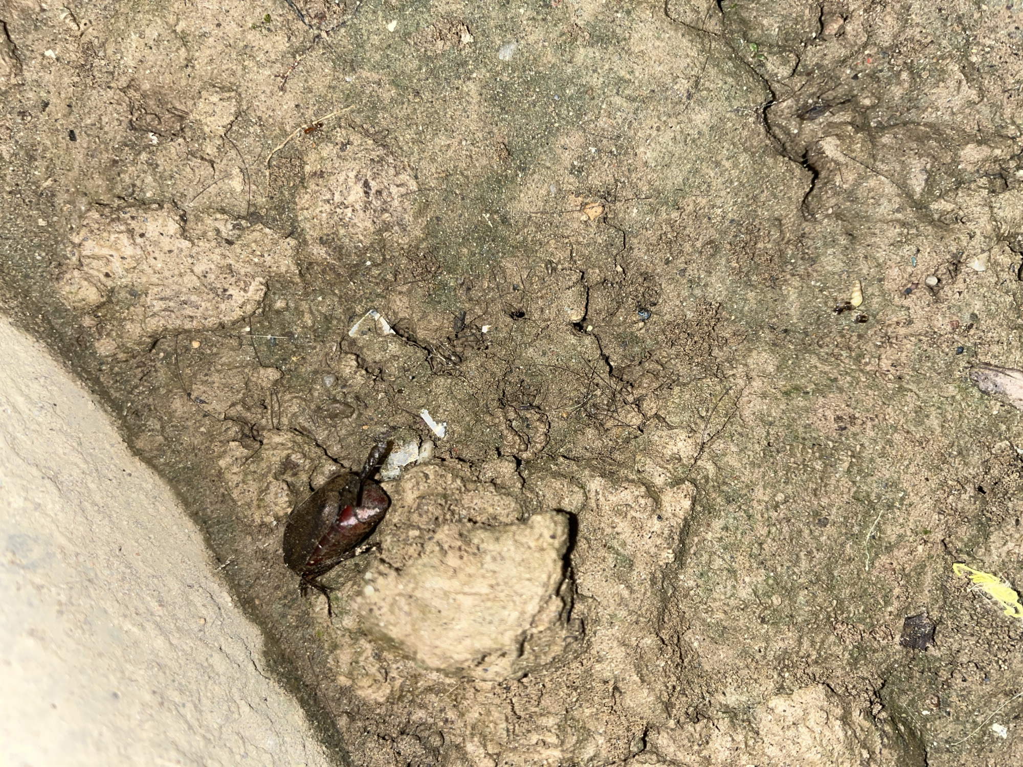The image shows a close-up, overhead view of the ground in Kota Kuala Simpang, Indonesia. The ground is composed of dry, cracked earth with some patches of greenish algae or moss. In the upper left quadrant, a large, dark brown beetle with visible legs is lying on its back. A small, pale object, possibly food debris or egg casing, is positioned near the beetle. The lighting appears to be artificial and somewhat dim, casting shadows on the textured ground. The overall environment suggests an outdoor, natural setting.