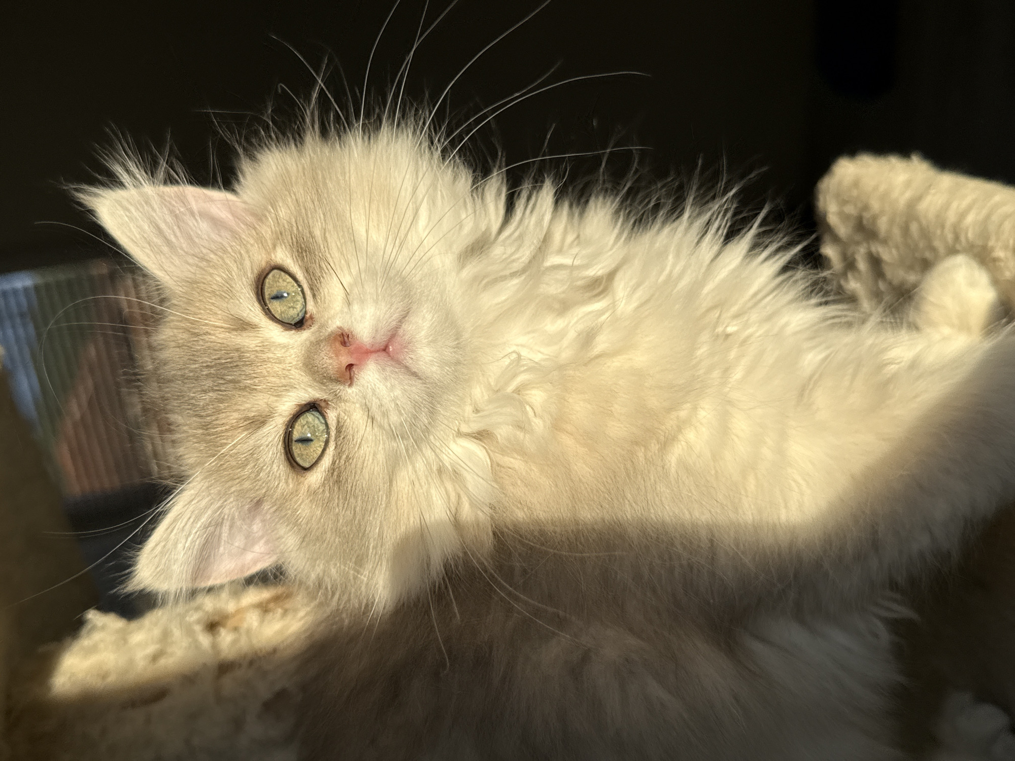 An outdoor close-up shot features a fluffy, light-colored kitten with piercing green eyes, bathed in warm sunlight that casts distinct shadows across its fur and the dark background. The kitten's pink nose and prominent whiskers are clearly visible. The lighting suggests the sun is low in the sky, possibly late afternoon or early morning, creating a dramatic contrast between illuminated and shadowed areas. The image captures the kitten looking directly at the camera with a calm and curious expression. There is no discernible indication of the city of Yurukovo, Bulgaria, or any urban environment within the frame.