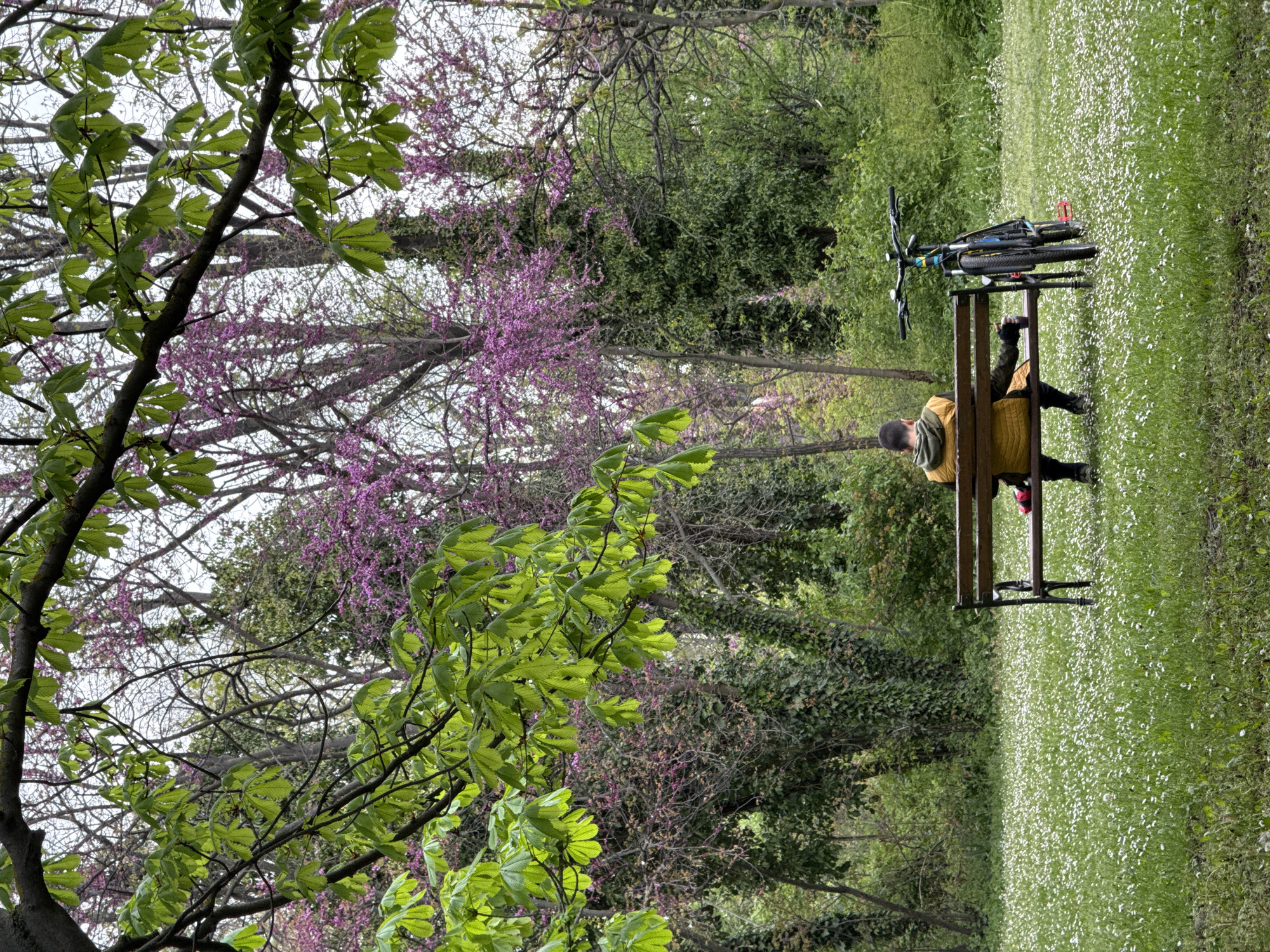 This image captures a tranquil springtime scene in a park, possibly in Varna, Bulgaria. The main subject is a person, an adult male, seen from behind, seated on a wooden park bench. He is wearing a yellow jacket and dark clothing, with a green element around his neck, and appears to be relaxing. To his left, a bicycle, possibly a mountain bike, is leaning against the back of the bench, suggesting he may have arrived by bike or is preparing to cycle.
The park environment is lush and vibrant. A large tree with prominent, fresh green leaves and thick branches frames the left side of the scene. Behind it, several other trees display a mix of new life; some are covered in striking purple blossoms, indicating species like the Redbud tree, while others show light green foliage or still bare branches. Deeper in the background, a dense canopy of various green trees, including some possibly covered in ivy, adds depth to the landscape.
To the right of the bench, a wide expanse of green grass stretches into the distance, blanketed with numerous small white flowers, likely daisies or similar ground cover, creating a beautiful natural carpet. The lighting suggests a bright day, possibly overcast, with soft, diffused light illuminating the scene, contributing to a calm and peaceful atmosphere. There is no visible text in the image.