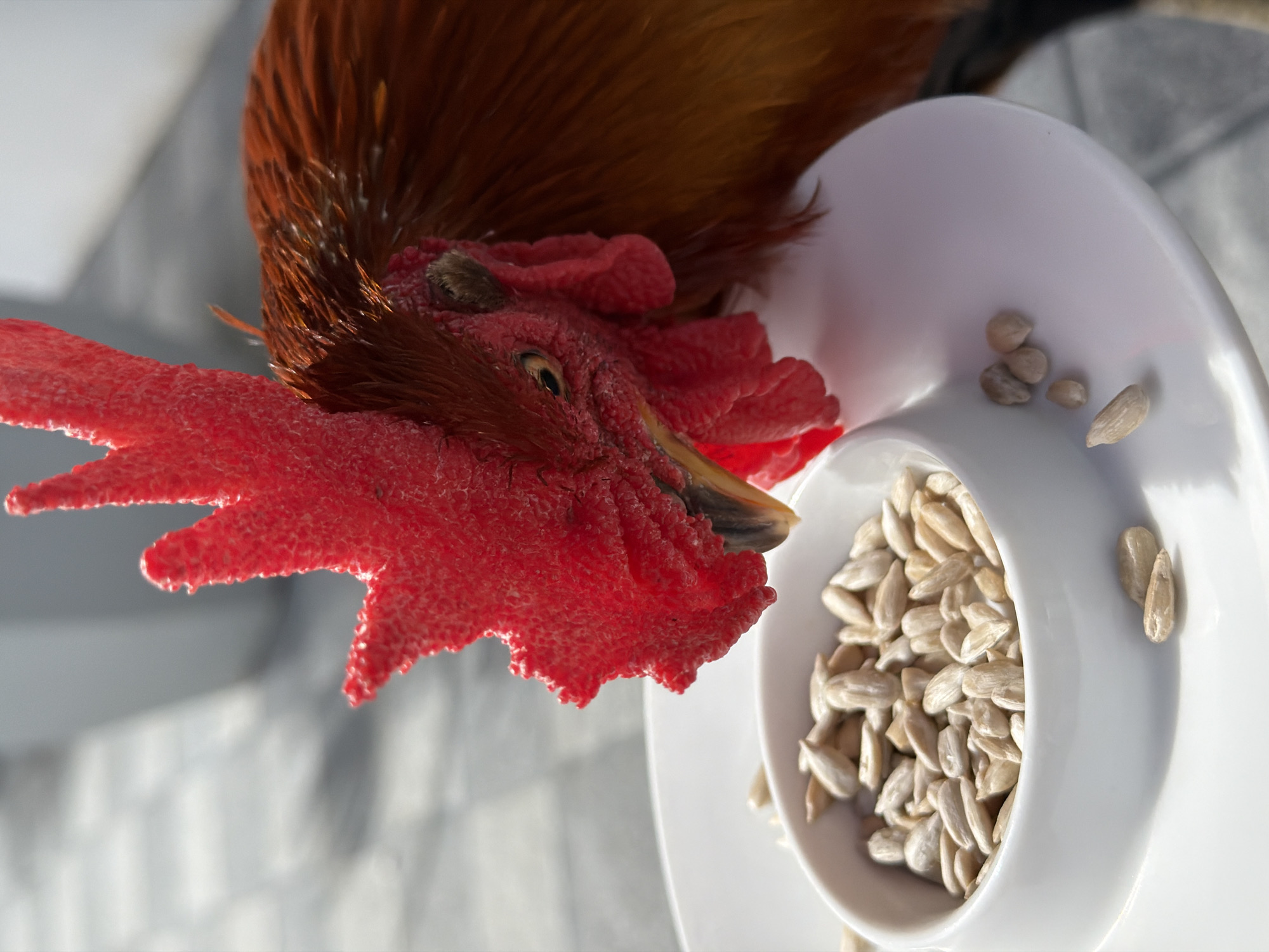 A close-up, eye-level shot captures a rooster with a bright red comb and wattle, its head lowered to peck at sunflower seeds from a white ceramic bowl. The rooster's plumage is a rich reddish-brown with hints of orange and yellow. The bowl is filled with numerous hulled sunflower seeds, and a few seeds are scattered on the white saucer beneath it. The background is softly blurred, showing a textured gray surface that appears to be paving stones, suggesting an outdoor setting. The lighting is bright and natural, creating highlights on the rooster's comb and feathers. The scene suggests a moment of feeding, possibly in a garden or outdoor cafe in the Ko Samui District of Thailand.