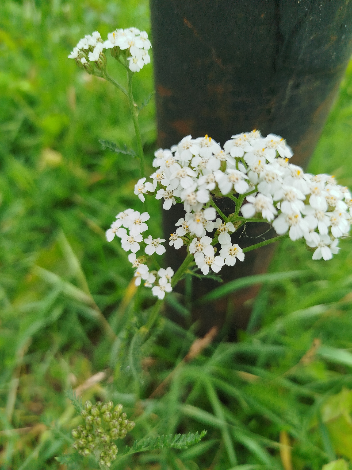 This is a close-up, eye-level, outdoor photograph of white flowers with yellow centers, possibly yarrow, in a natural setting. The flowers are clustered on thin green stems, with some unfurling and others in bud. The background is a soft blur of green grass, suggesting a field or roadside. A dark, vertical, cylindrical object, possibly a post or tree trunk, is partially visible to the right of the flowers, out of focus. The lighting appears natural, indicating daylight. The image was taken in Kryvaselski Sieĺski Savet, Belarus.