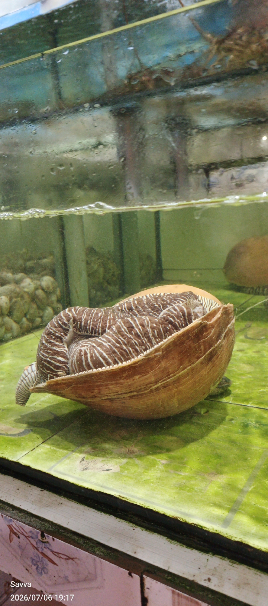 A large, brown and white striped clam is partially submerged in murky green water within a glass aquarium. The clam is positioned on a bright green, possibly artificial, substrate. In the background, through the glass and water, several rounded, light-colored objects resembling stones or shells are visible. The top of the aquarium contains a visible waterline with a few bubbles. The aquarium itself appears to be situated in an indoor setting, potentially a market or restaurant, given the visible framing and the blurry reflections in the glass above. The lower portion of the image shows a decorative border with faded floral patterns. The timestamp "Savva 2026/07/06 19:17" is present in the bottom left corner.