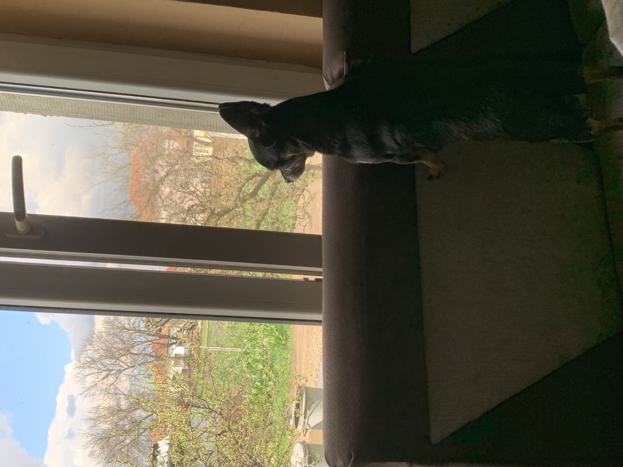 The image shows a dog standing on a couch and looking out of a window. Through the window, trees, grass, and houses are visible. The location is Lehchevo, Bulgaria.