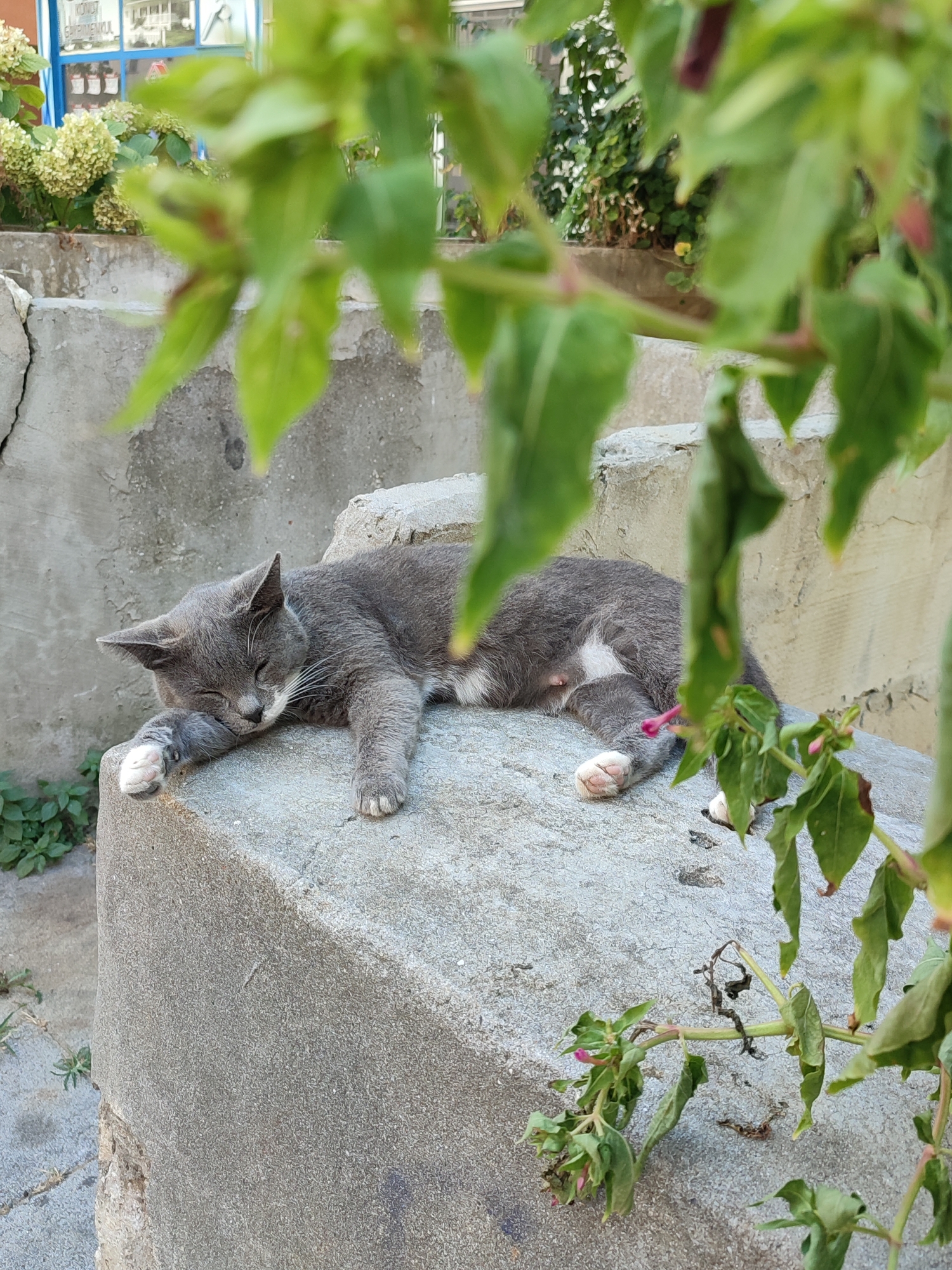 A grey cat with white paws is sleeping on a concrete block. The cat is lying on its side with its head resting on its front paws. The cat's eyes are closed and its ears are slightly back. The concrete block is rough and textured, and it appears to be part of a staircase or outdoor seating area. In the background, there are some green plants and a building with blue windows. The scene appears to be in an outdoor urban setting, possibly in Kadıköy, Turkey, given the architectural style and vegetation often found in such locations.