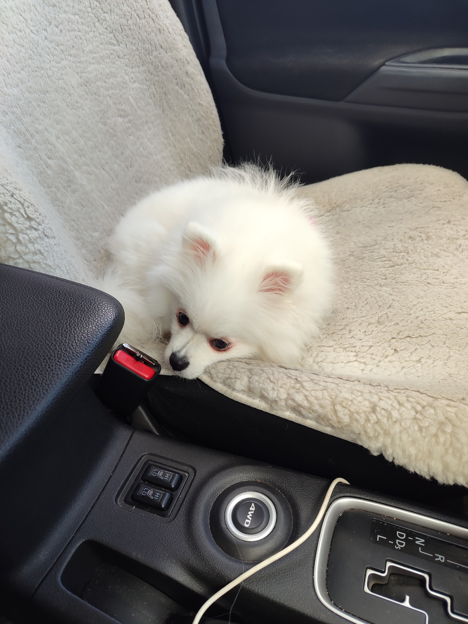 A fluffy white Pomeranian dog is resting on a light-colored, sheepskin car seat cover. The dog is facing left, with its head resting on its paws. Its eyes are dark and it has pink ears. The dog is in the passenger seat of a car. In the foreground, a black armrest is visible, along with a red seatbelt buckle. Further to the right, a car's center console is visible, featuring buttons for seat heating, a start button labeled "4WD," and a gear shifter with positions labeled L, D, N, and R. A white cable runs across the console. The car's interior appears to be dark. The overall scene suggests a domestic setting, possibly a car journey. The location is Unknown, Unknown.