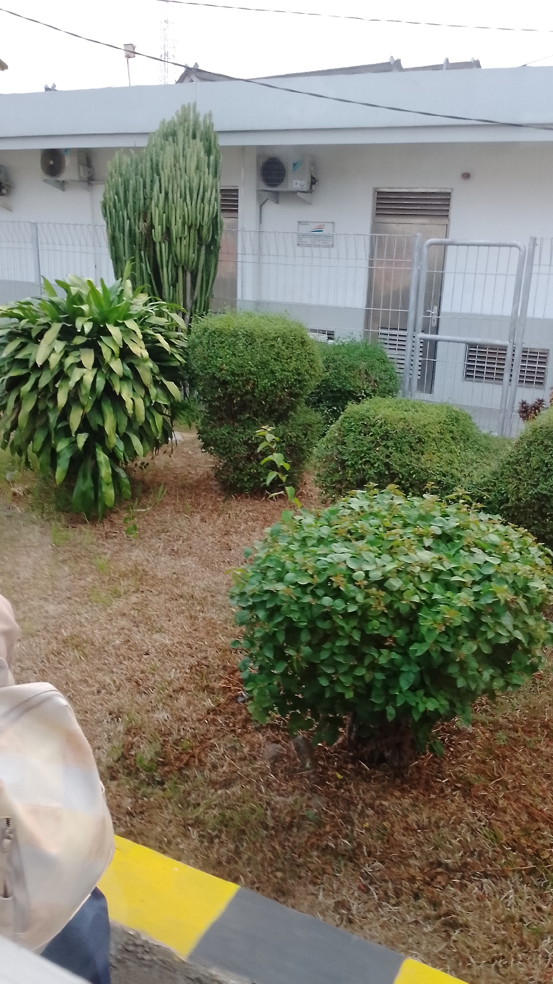 The image depicts an outdoor scene in front of a white building with grey trim. The building has several windows and air conditioning units. A metal fence runs along the front of the building, with a gate visible on the right side. In front of the fence, there are several plants, including a tall, segmented cactus-like plant on the left, a large leafy plant to its right, and several rounded bushes in the foreground. The ground is covered with dry grass and mulch. A yellow and grey striped barrier is visible in the lower foreground, along with a portion of a person wearing blue jeans and a shoulder bag. The sky is overcast. The location is identified as Purwakarta, Indonesia.