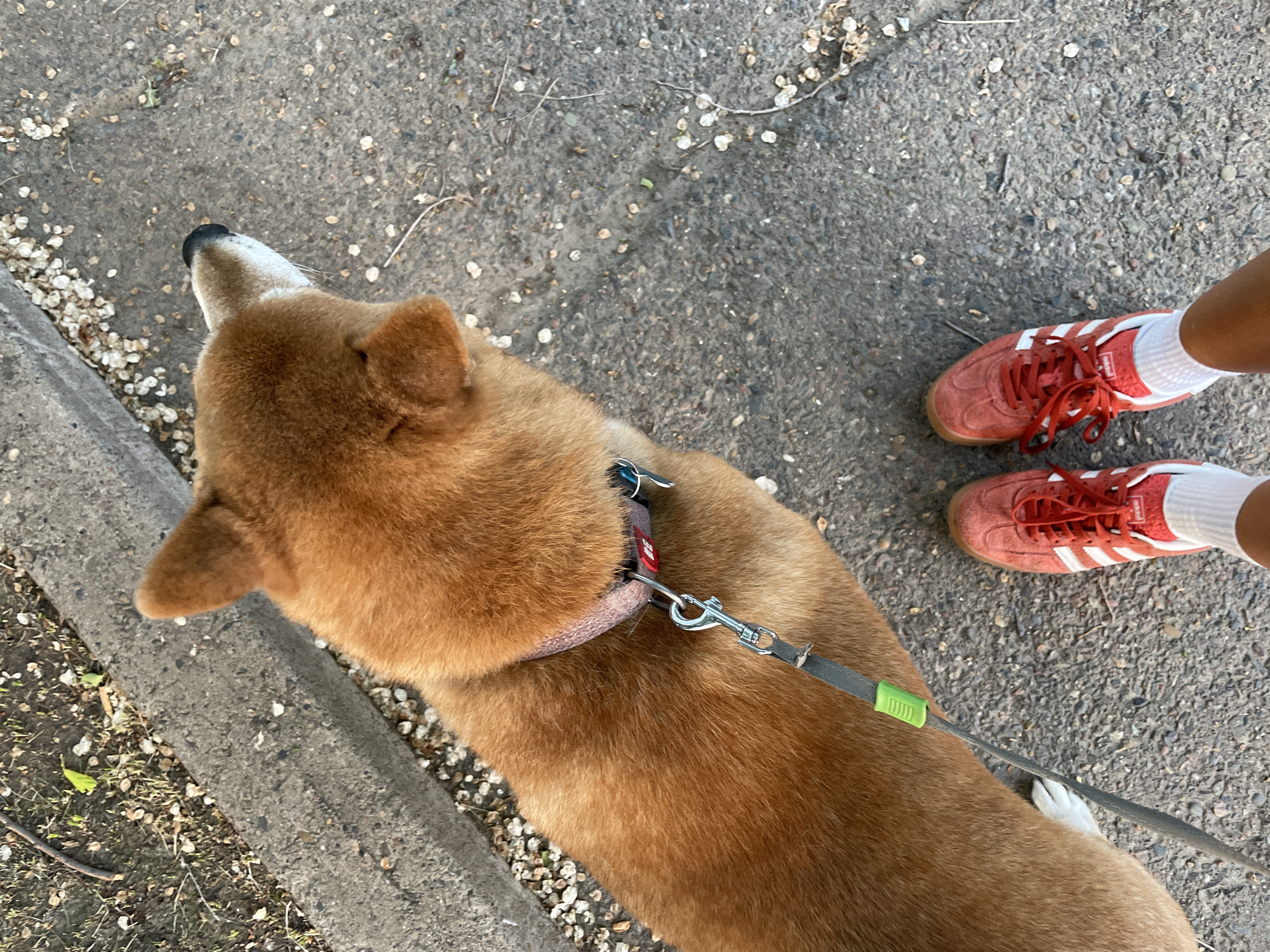 A shiba inu dog walks on a sidewalk next to its owner's feet in Zheleznogorsk, Russia. The dog is a reddish-brown color and is wearing a pink collar and a leash. The owner is wearing red Adidas sneakers and white socks. The sidewalk is made of concrete and there are some pebbles and leaves on the ground. The background is blurred, but it appears to be a residential area.