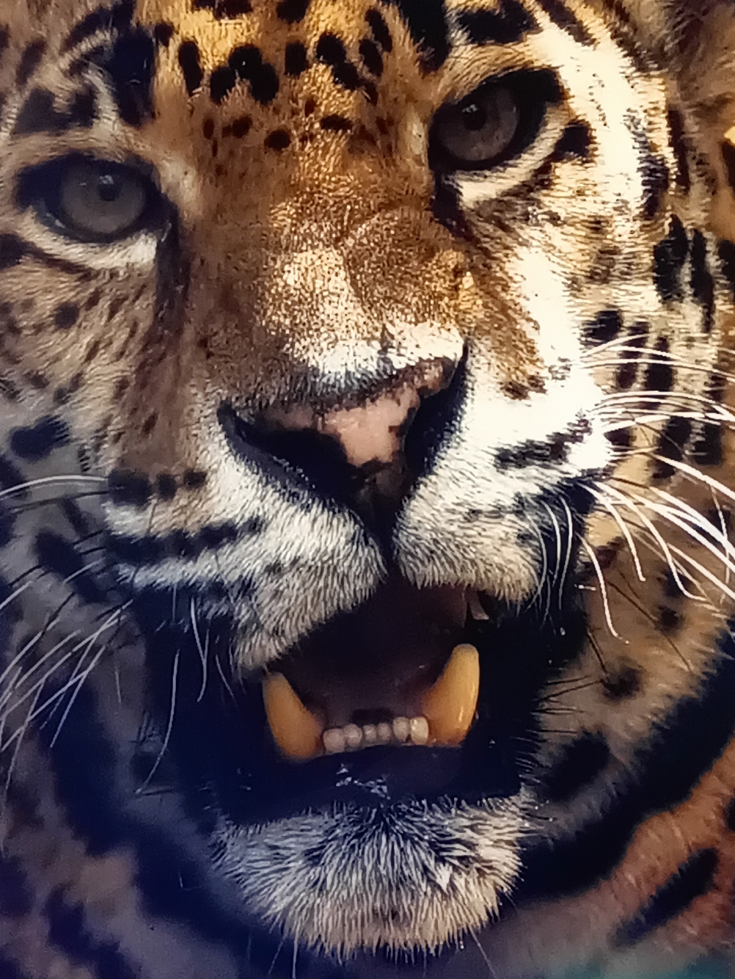 The image is a close-up, head-on shot of a jaguar's face. Its mouth is partially open, revealing sharp teeth and tusks. The jaguar's fur is a mix of brown and black rosettes, characteristic of its species. The eyes are dark and intense, and its whiskers are long and prominent. The background is dark and out of focus, highlighting the subject. The image was taken in Kamianets-Podilskyi, Ukraine.