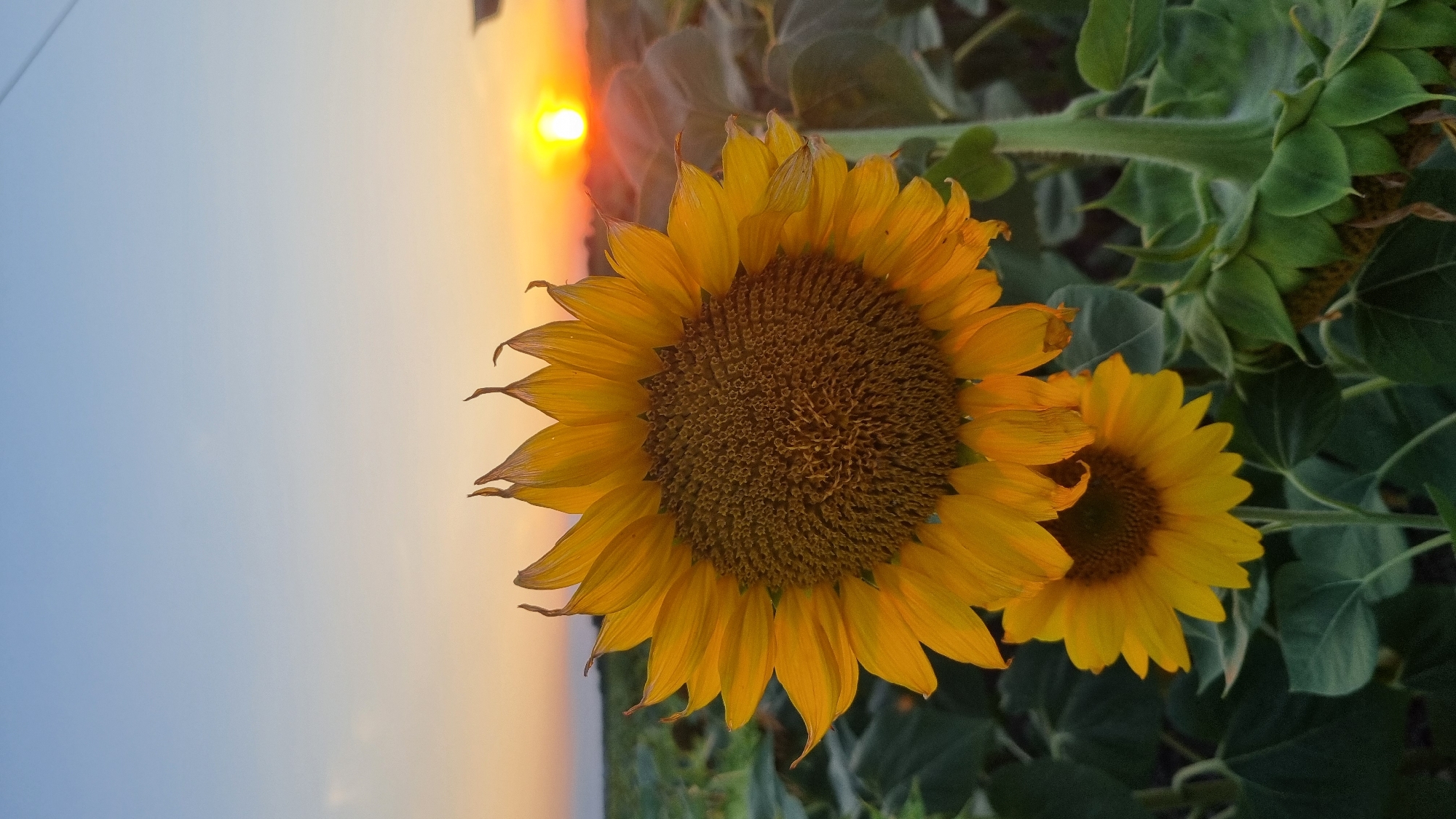 A vertical, close-up shot captures a field of sunflowers at dusk. The foreground is dominated by two sunflowers, one large and in focus, positioned slightly left of center, and a smaller one below it. The large sunflower's face is a rich brown, surrounded by bright yellow petals, some of which appear slightly wilted at the tips. The smaller sunflower also displays yellow petals. Behind the sunflowers, the field stretches into the distance, with more sunflower heads and green foliage visible, partially obscured by shadow. The horizon is low, with a strip of dark land separating the field from the sky. The sky transitions from a pale blue at the top to a warm orange and yellow gradient near the horizon, illuminated by the setting sun, which appears as a bright, glowing orb. The overall mood is serene and natural. The image was taken in the city of Smila, Ukraine.